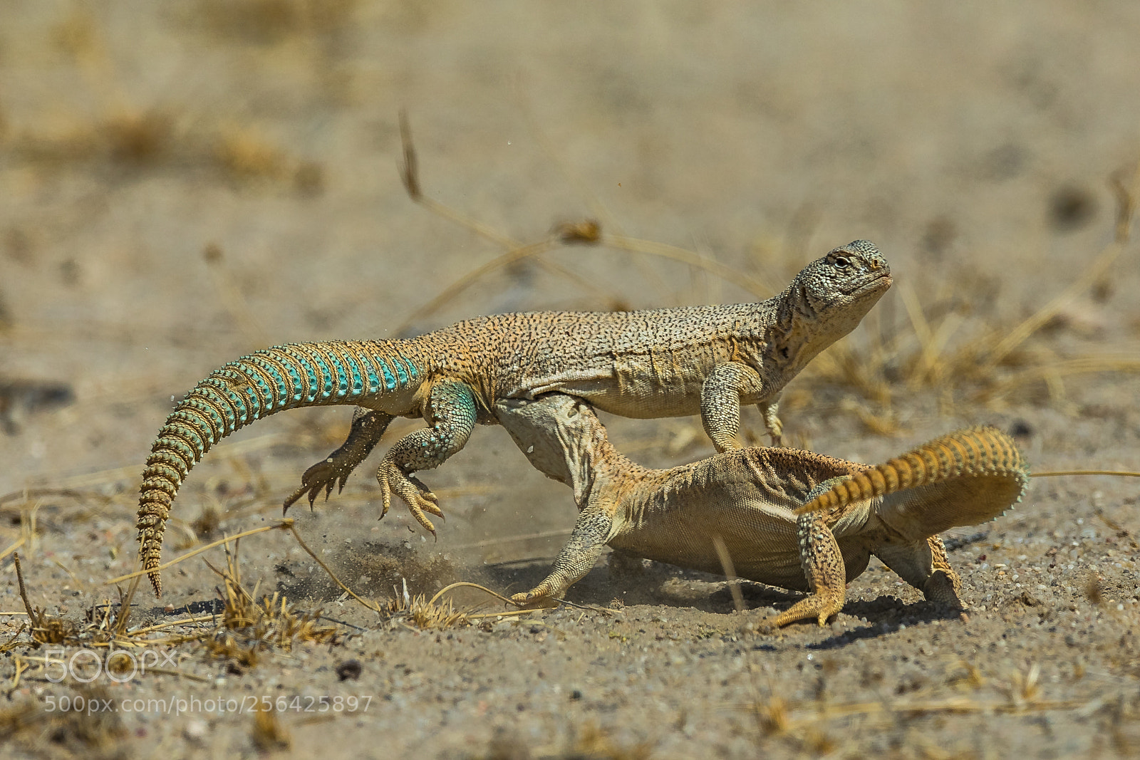 Canon EOS 5D Mark IV sample photo. The intimate fight ! photography