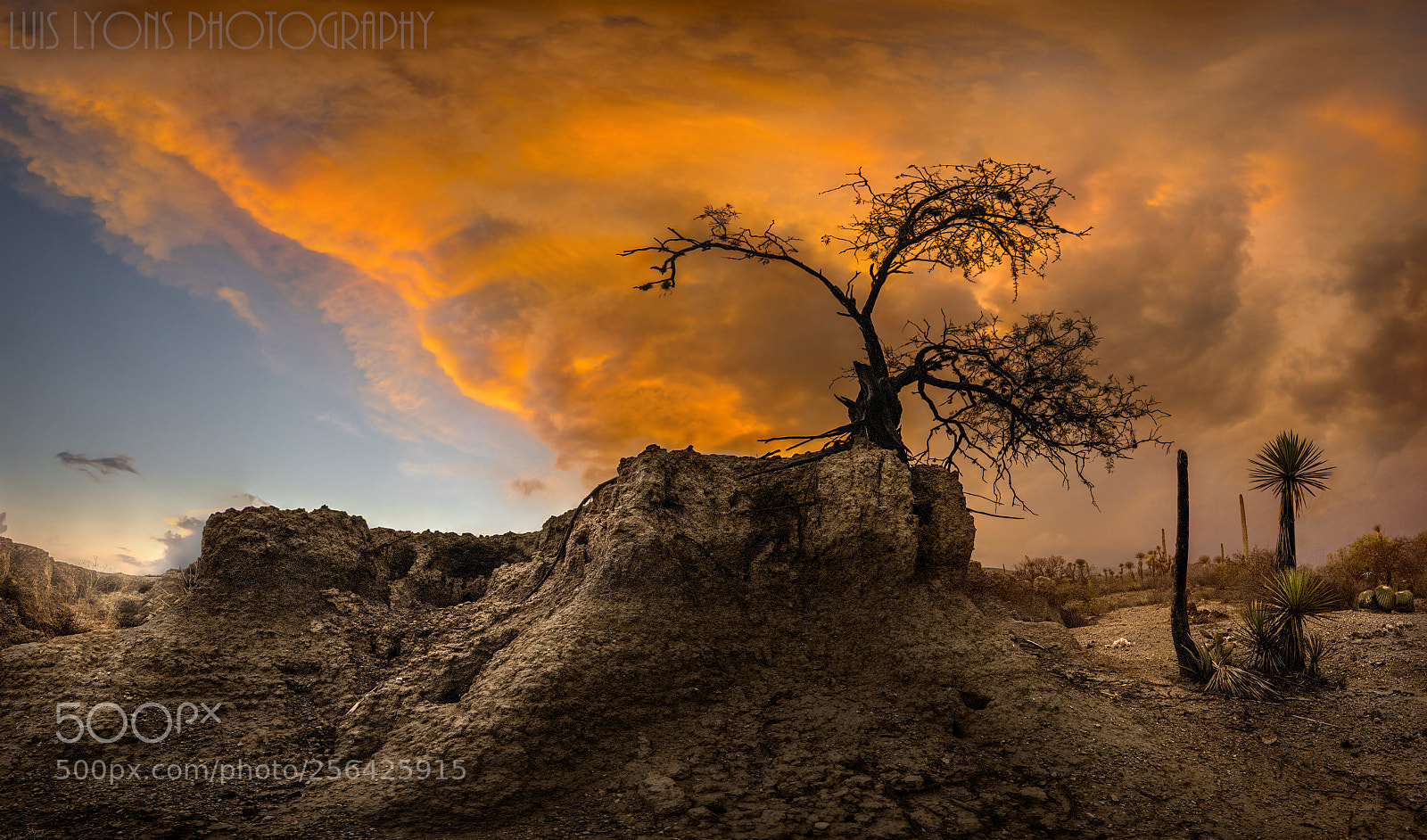 Nikon D5500 sample photo. Little tree eroded terrains photography