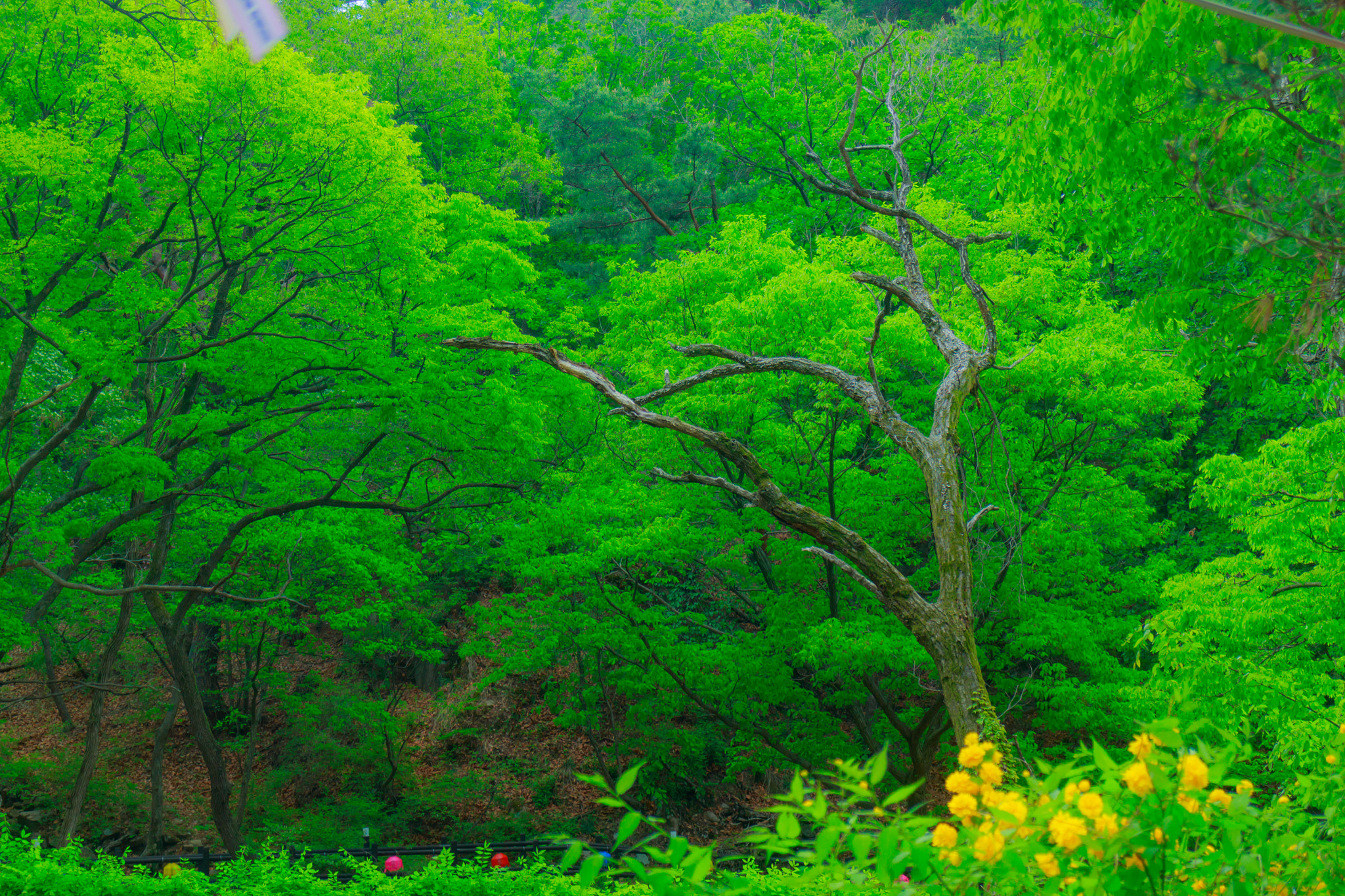 Canon EOS M2 sample photo. A tree with green photography