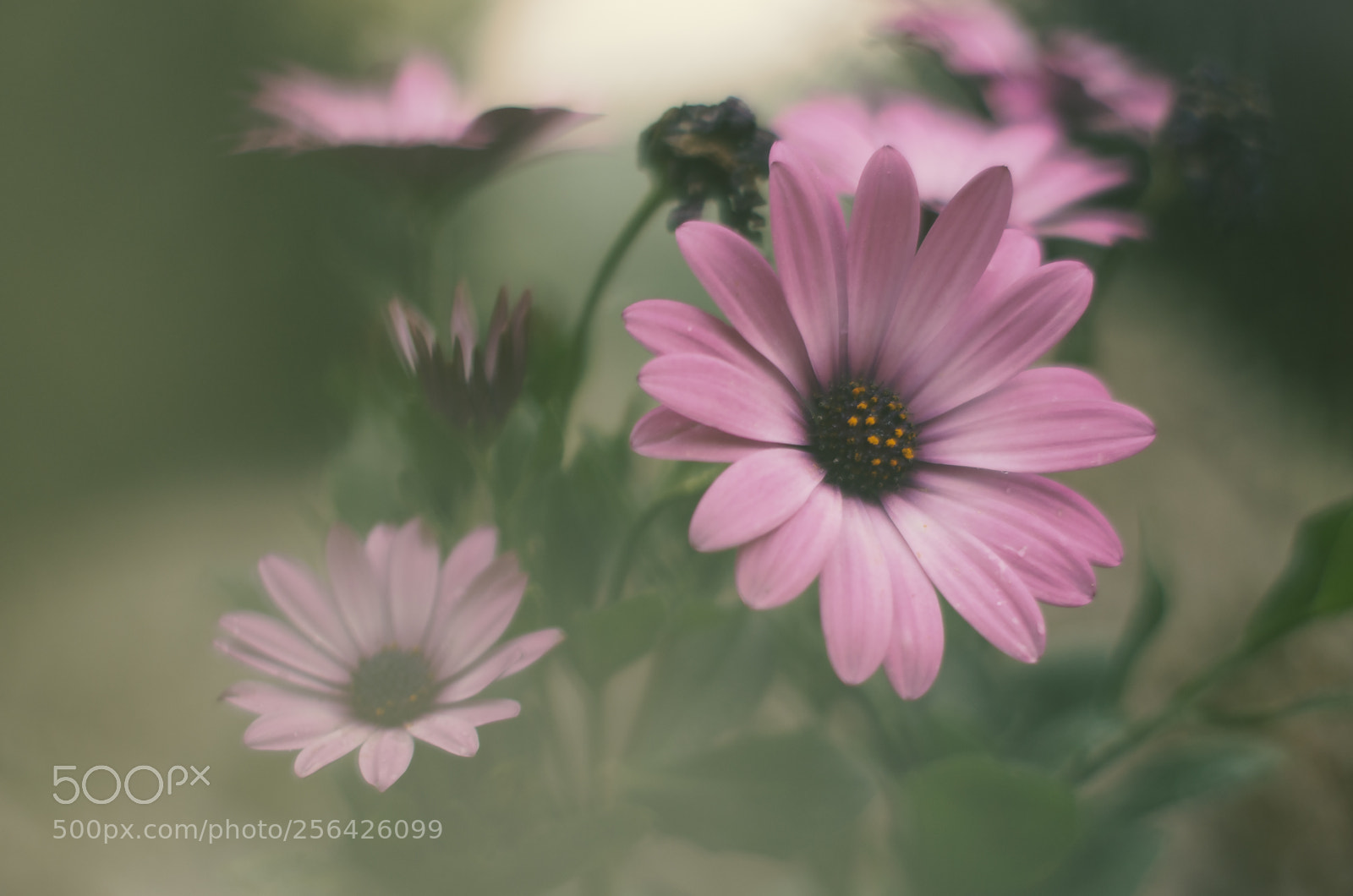 Pentax K-5 II sample photo. Blurred flower photography