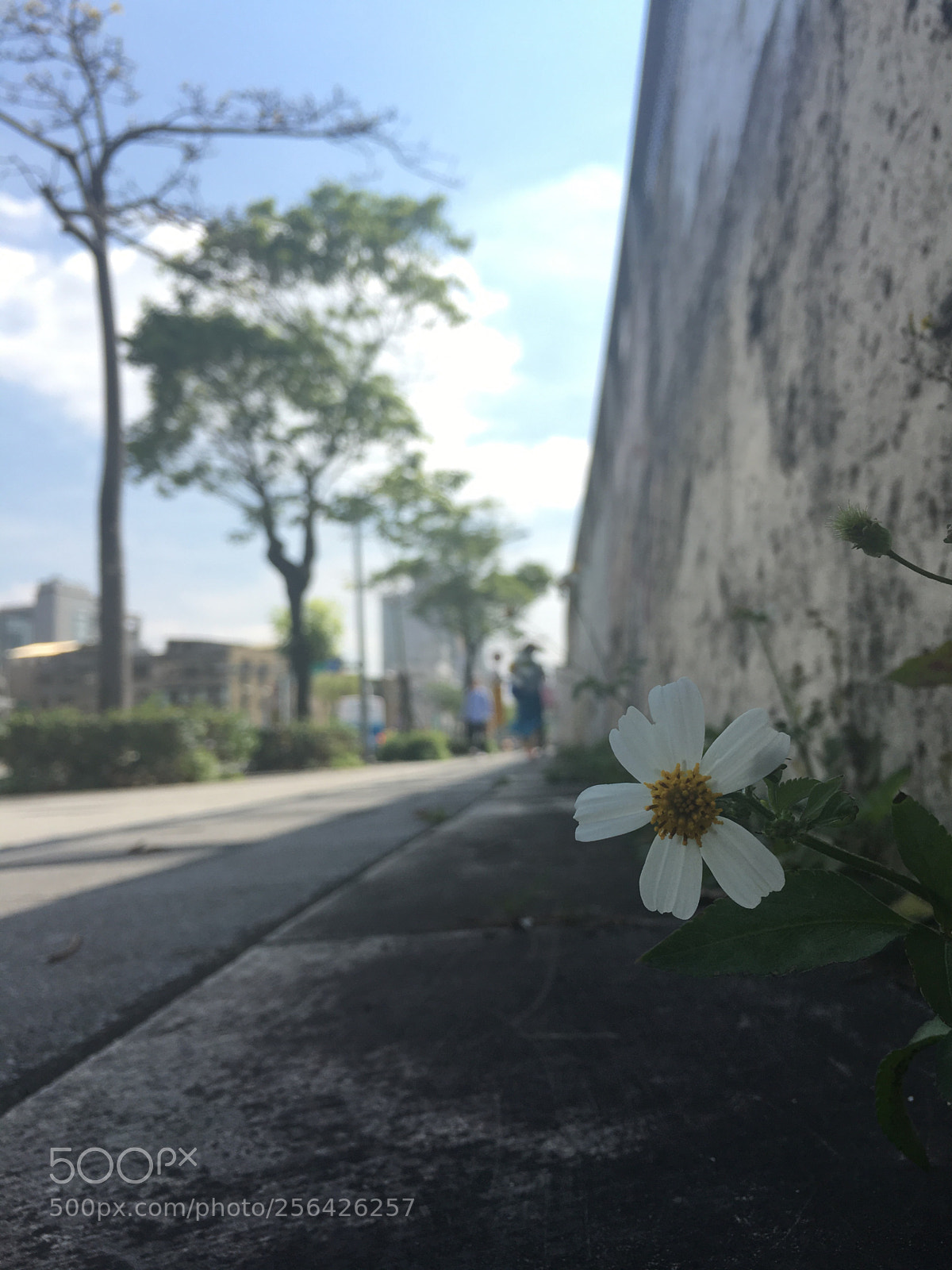 Apple iPhone 6s Plus sample photo. Untitled photography