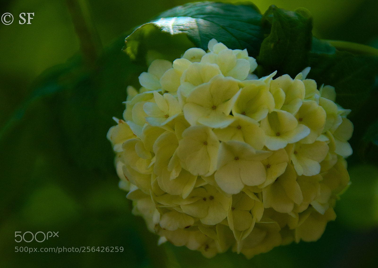 Canon EOS 750D (EOS Rebel T6i / EOS Kiss X8i) sample photo. Like a ball photography