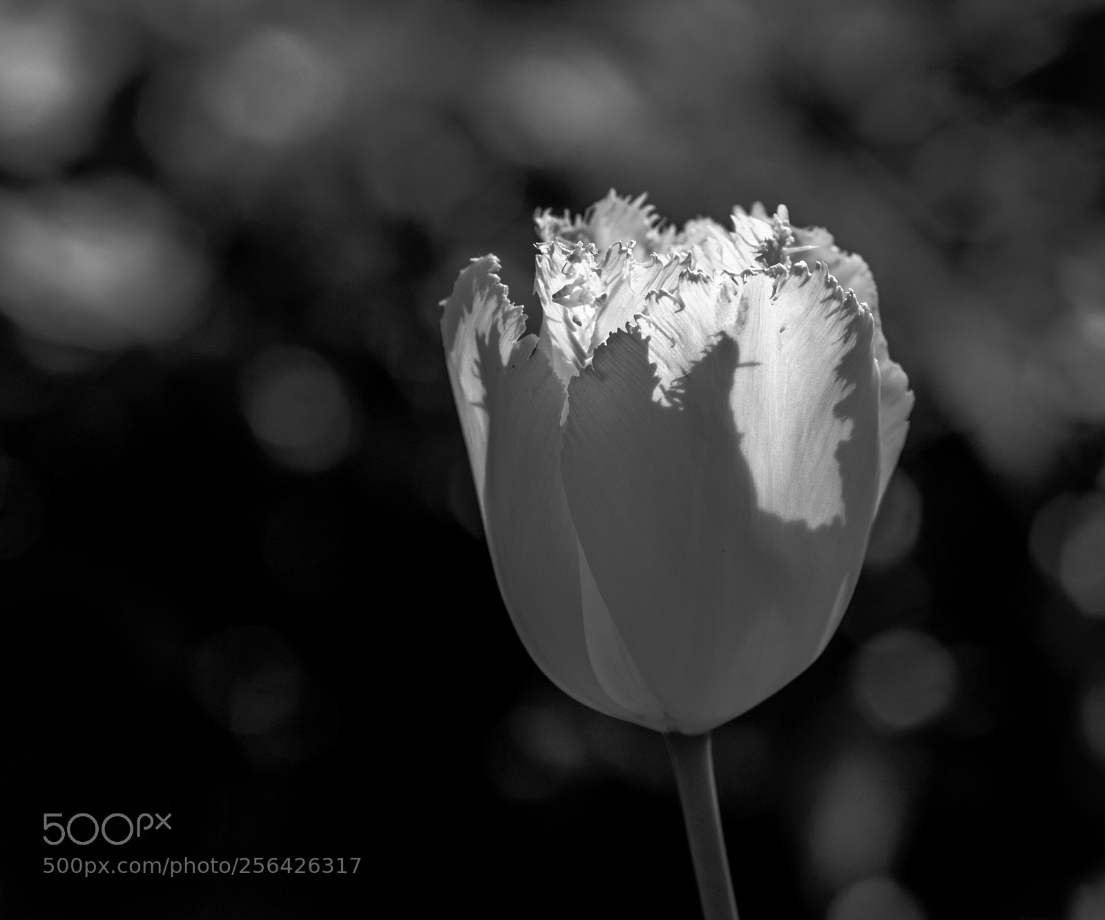 Canon EOS 7D Mark II sample photo. Tulpe in schwarz weiss photography