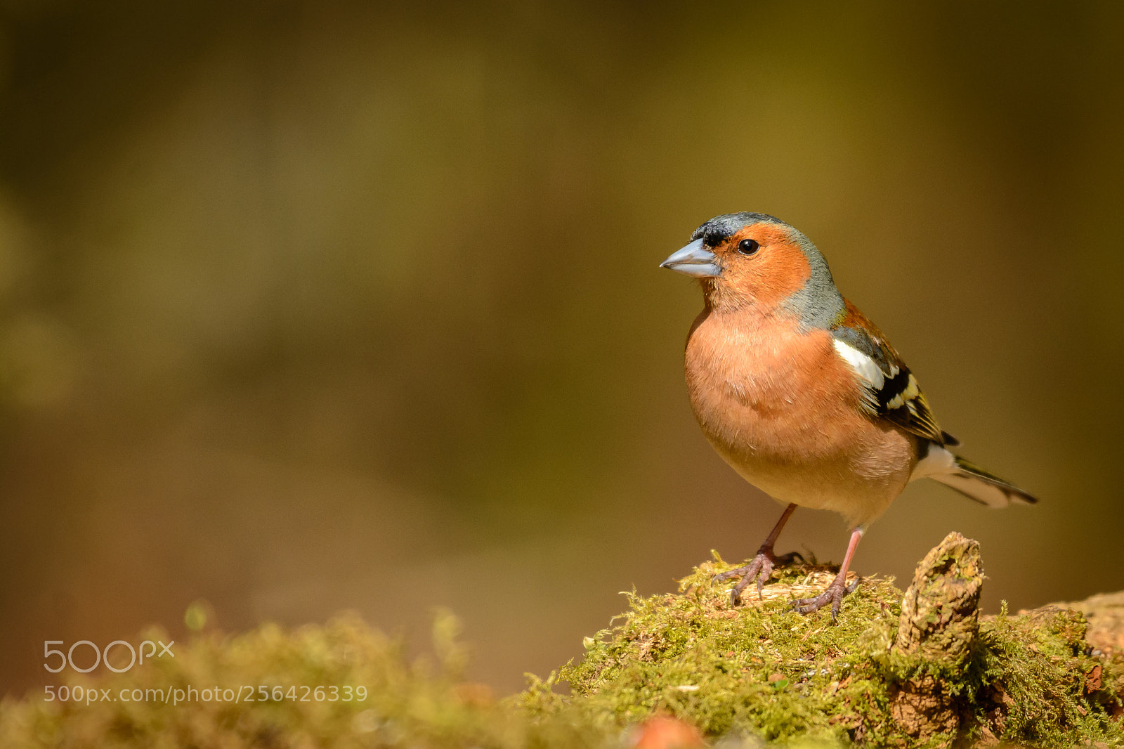 Nikon D7100 sample photo. Dsc-2743 common chaffinch photography