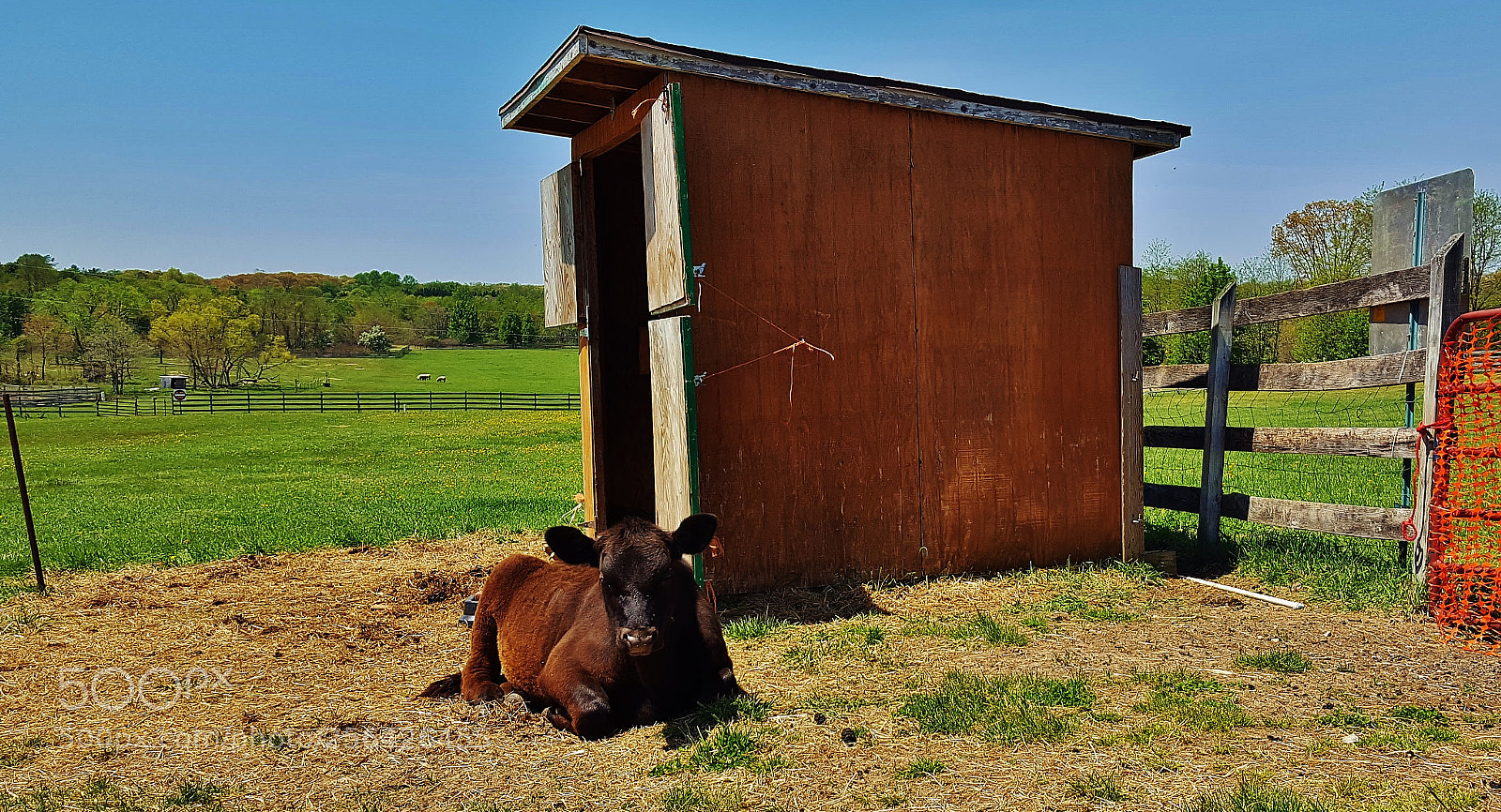 Samsung Galaxy S6 sample photo. The calf 2018 photography