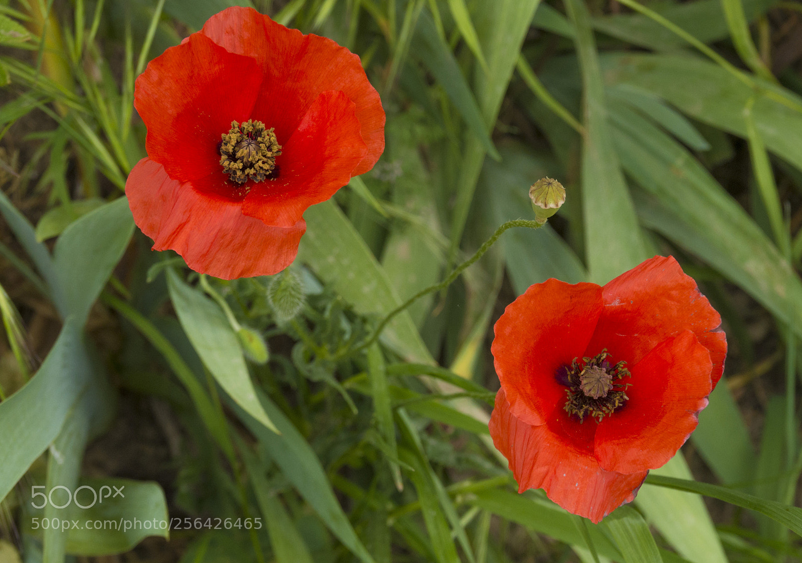 Pentax K-30 sample photo. Papaveri photography
