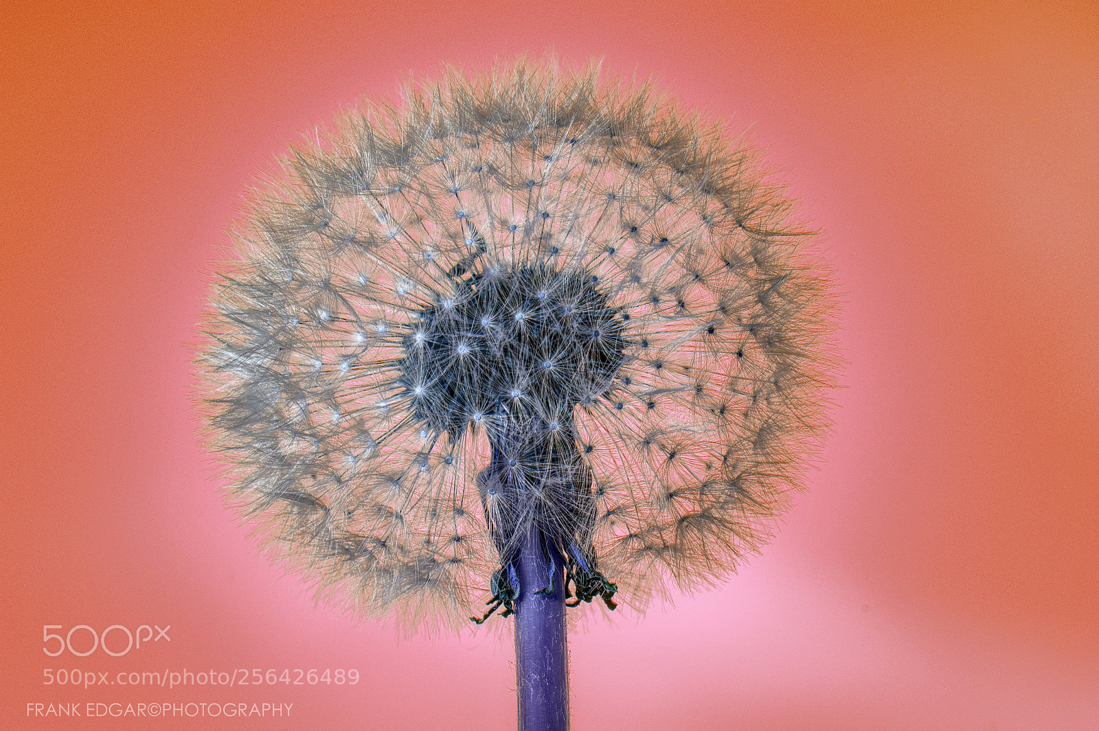 Nikon D500 sample photo. Pusteblume abstract photography