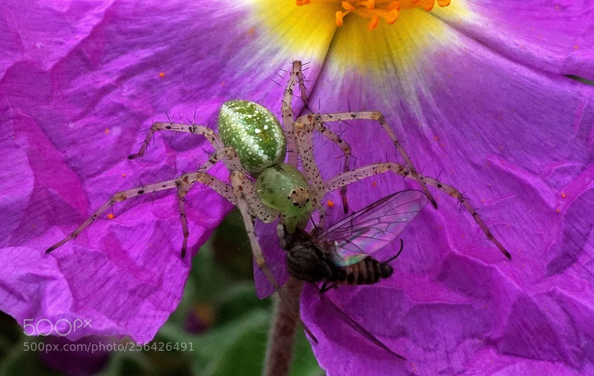 Sony a6000 sample photo. Peucetia virescens photography