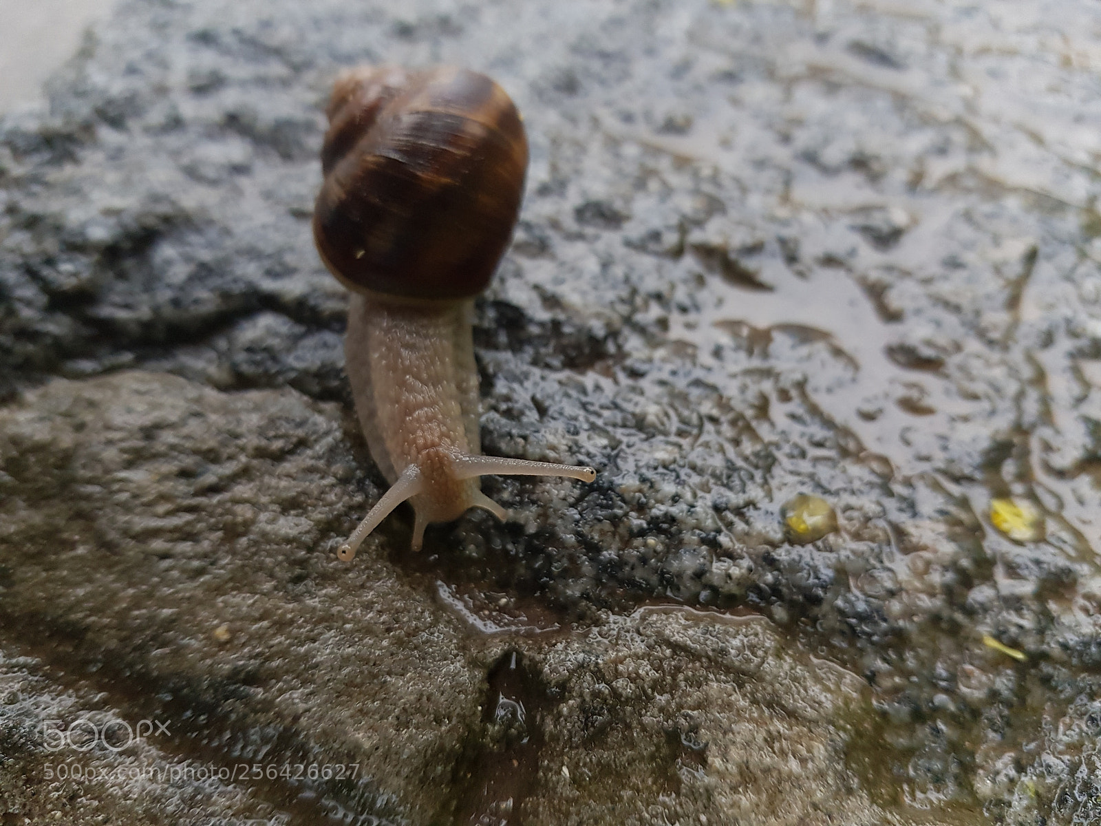 Samsung Galaxy S8 sample photo. Untitled photography