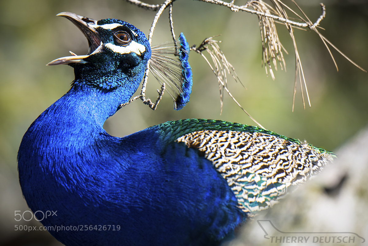 Nikon D800 sample photo. Peacock photography