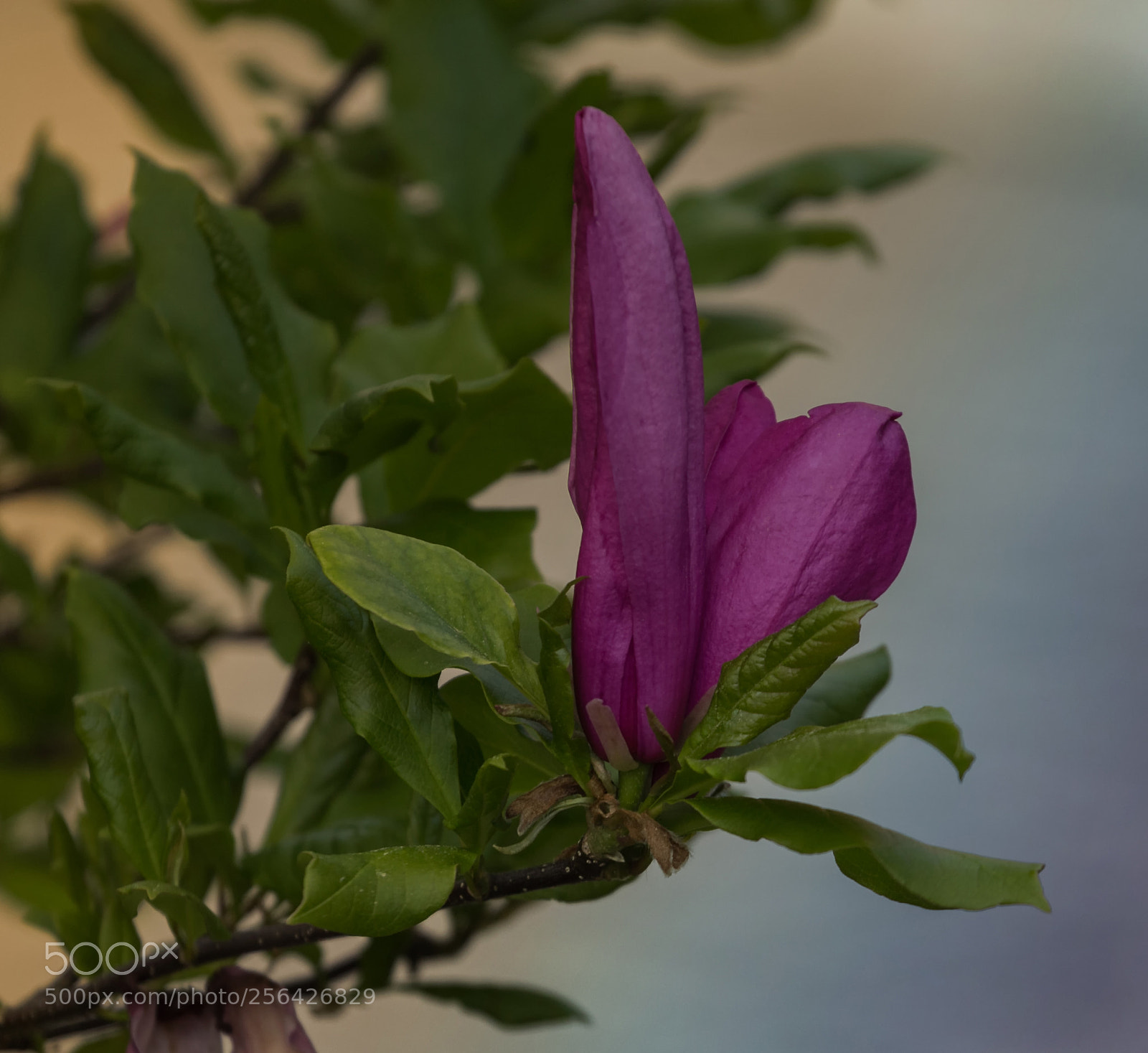 Canon EOS 60D sample photo. Magnolia bloom photography