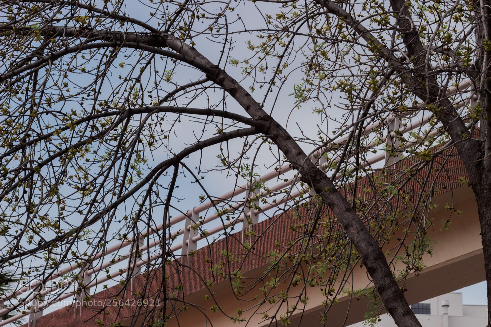 Canon EOS 1300D (EOS Rebel T6 / EOS Kiss X80) sample photo. Bridge photography