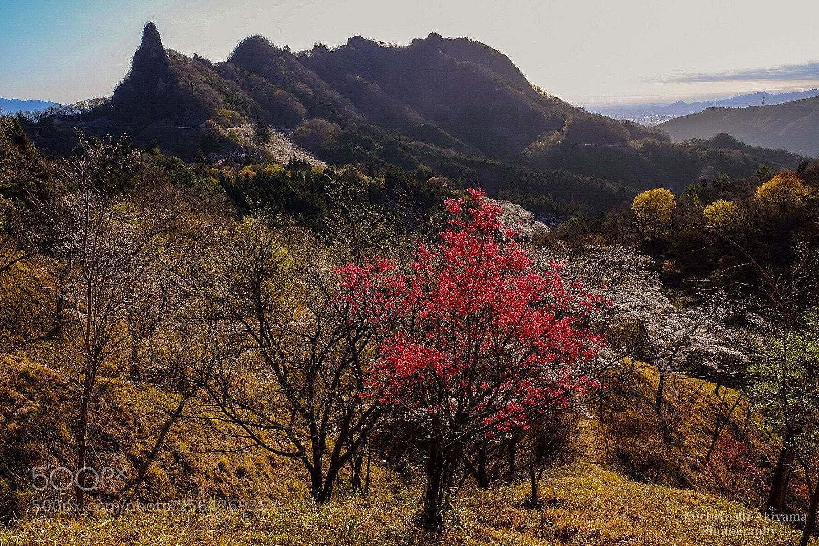 Fujifilm X-T1 sample photo. Cherry tree of mt.myogi photography