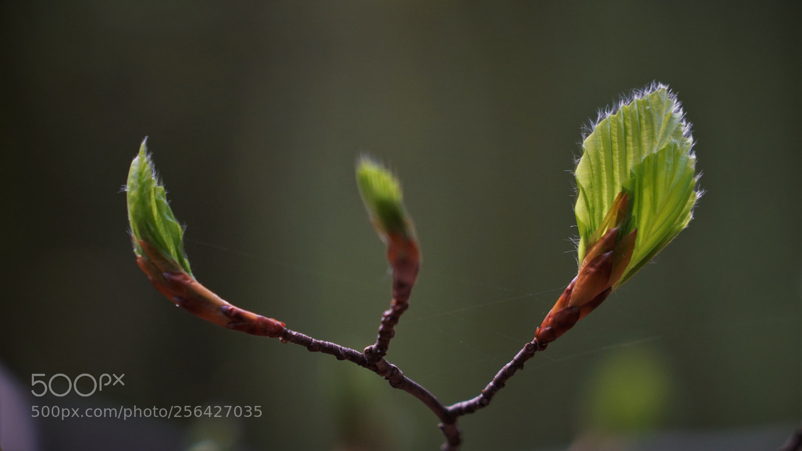 Sony a6500 sample photo. Three fresh leaves in photography