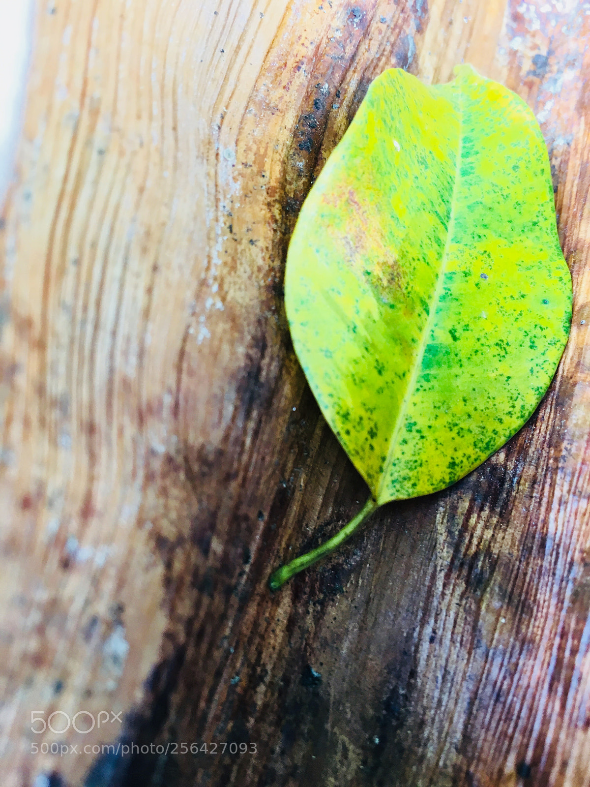 Apple iPhone 6s sample photo. Untitled photography