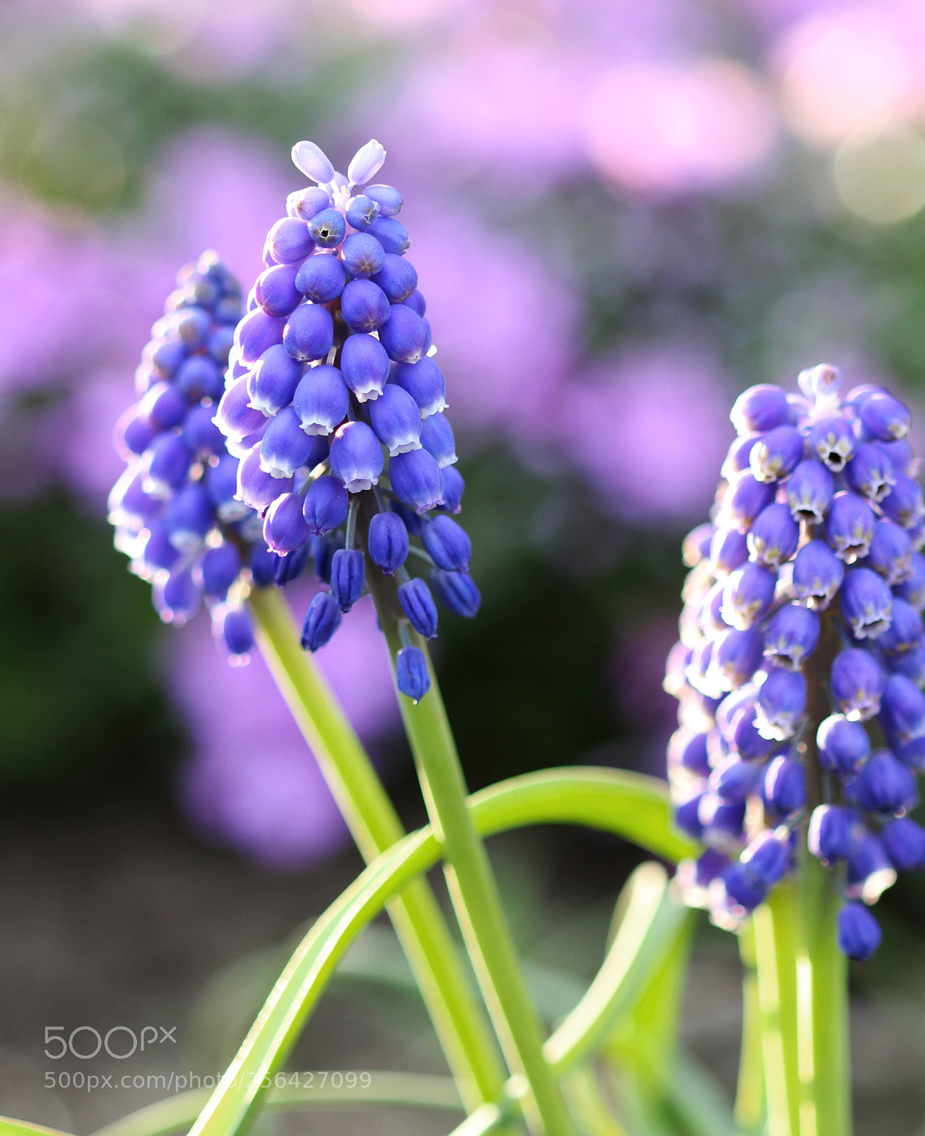 Canon EOS 600D (Rebel EOS T3i / EOS Kiss X5) sample photo. Muscari photography