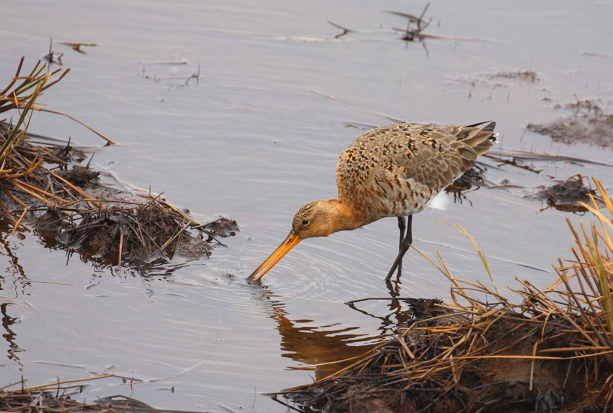 Canon EOS 50D + Canon EF 100-400mm F4.5-5.6L IS II USM sample photo. Black-tailed godwit photography