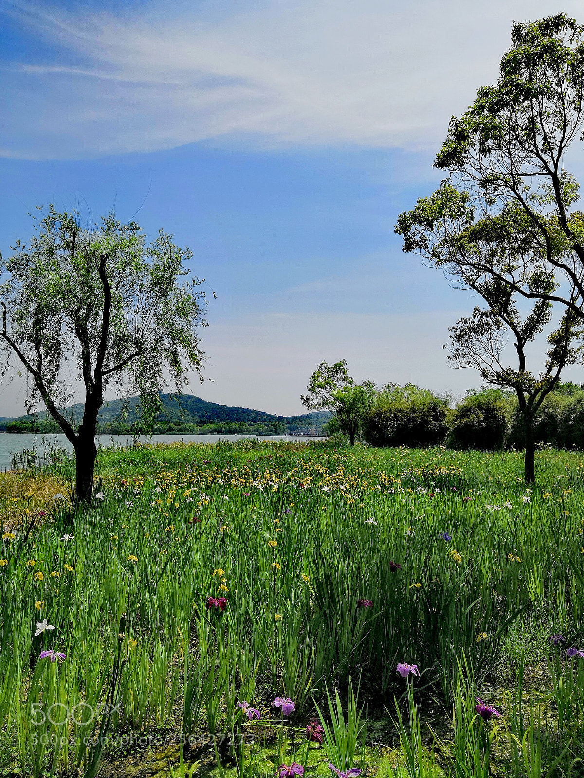 HUAWEI Honor 10 sample photo. Spring of taihu lake。 photography