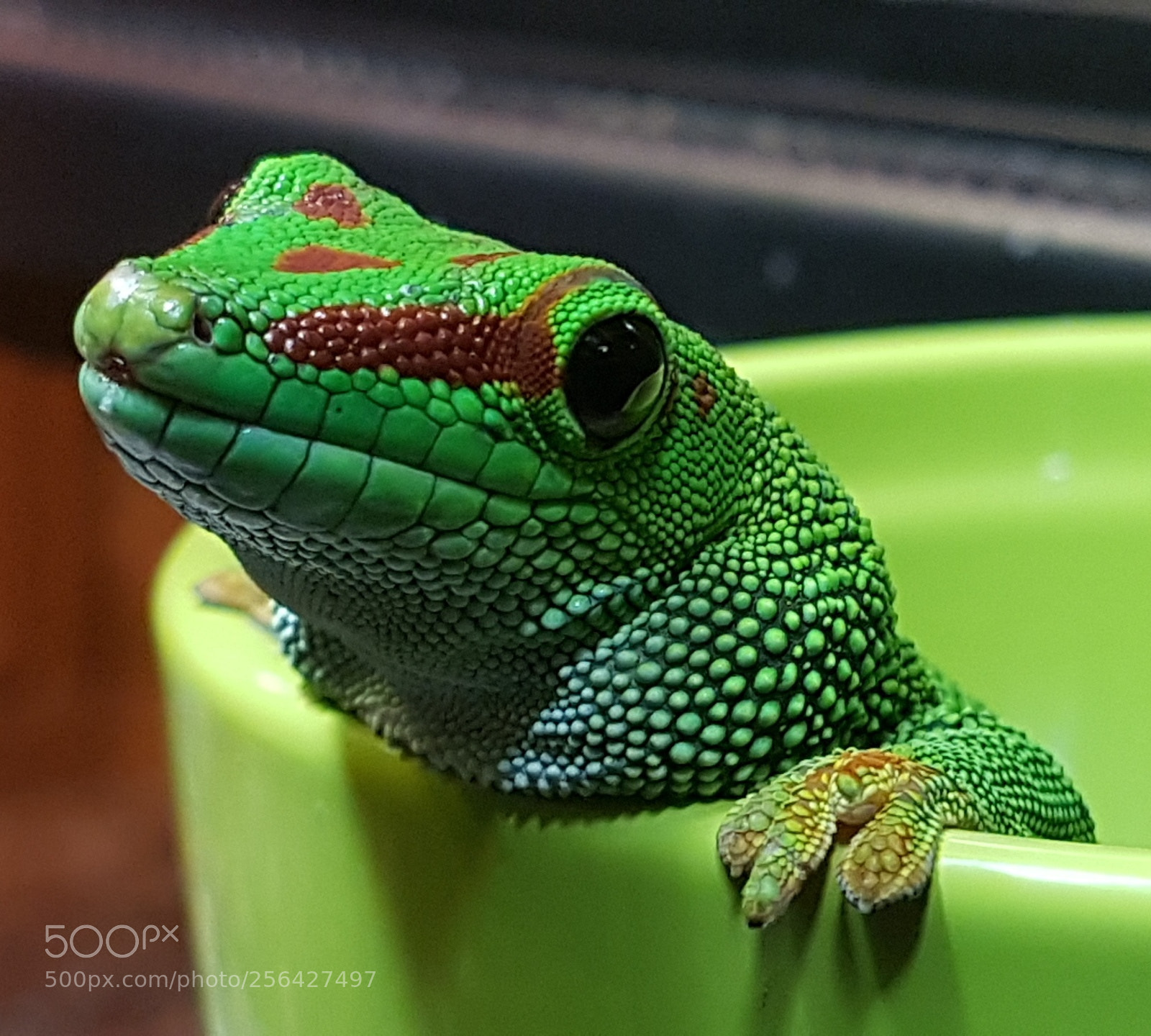 Samsung Galaxy S7 sample photo. Tiere-madagaskar-taggecko-03 photography