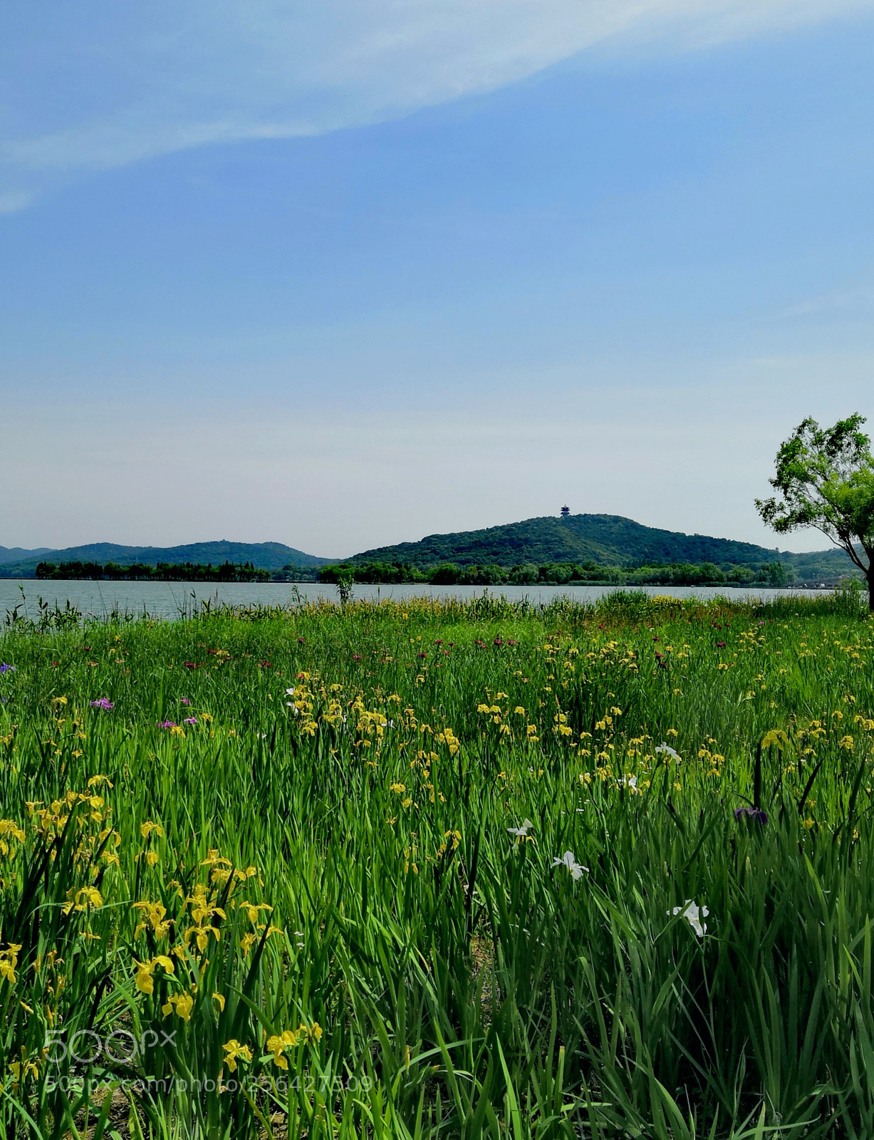 HUAWEI Honor 10 sample photo. Spring of taihu lake。2 photography