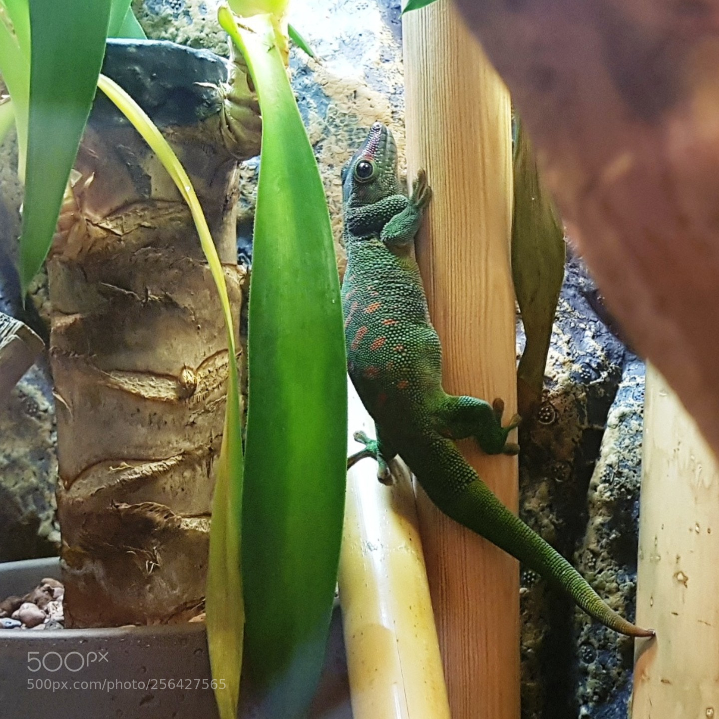 Samsung Galaxy S7 sample photo. Tiere-madagaskar-taggecko-04 photography