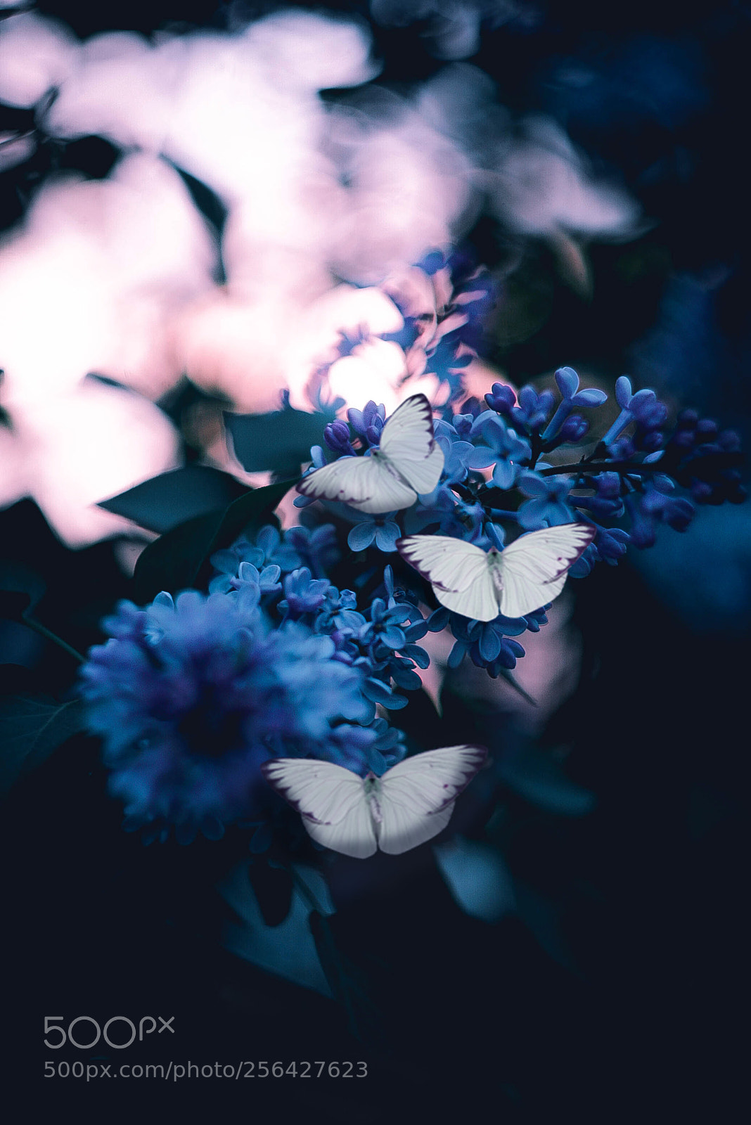 Canon EOS-1D Mark II N sample photo. Img photography