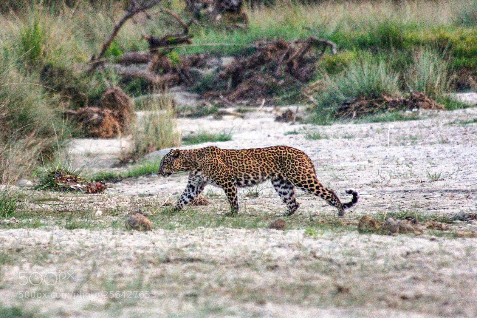 Canon EOS 60D sample photo. Jaguar photography