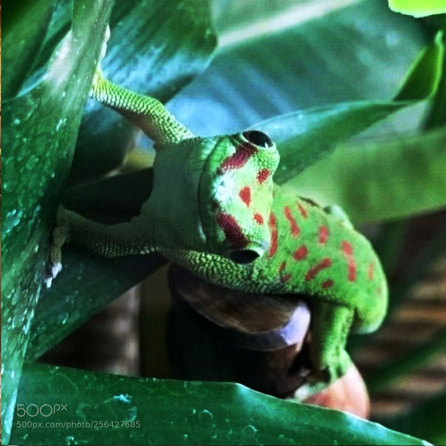 Samsung Galaxy S7 sample photo. Tiere-madagaskar-taggecko-05 photography