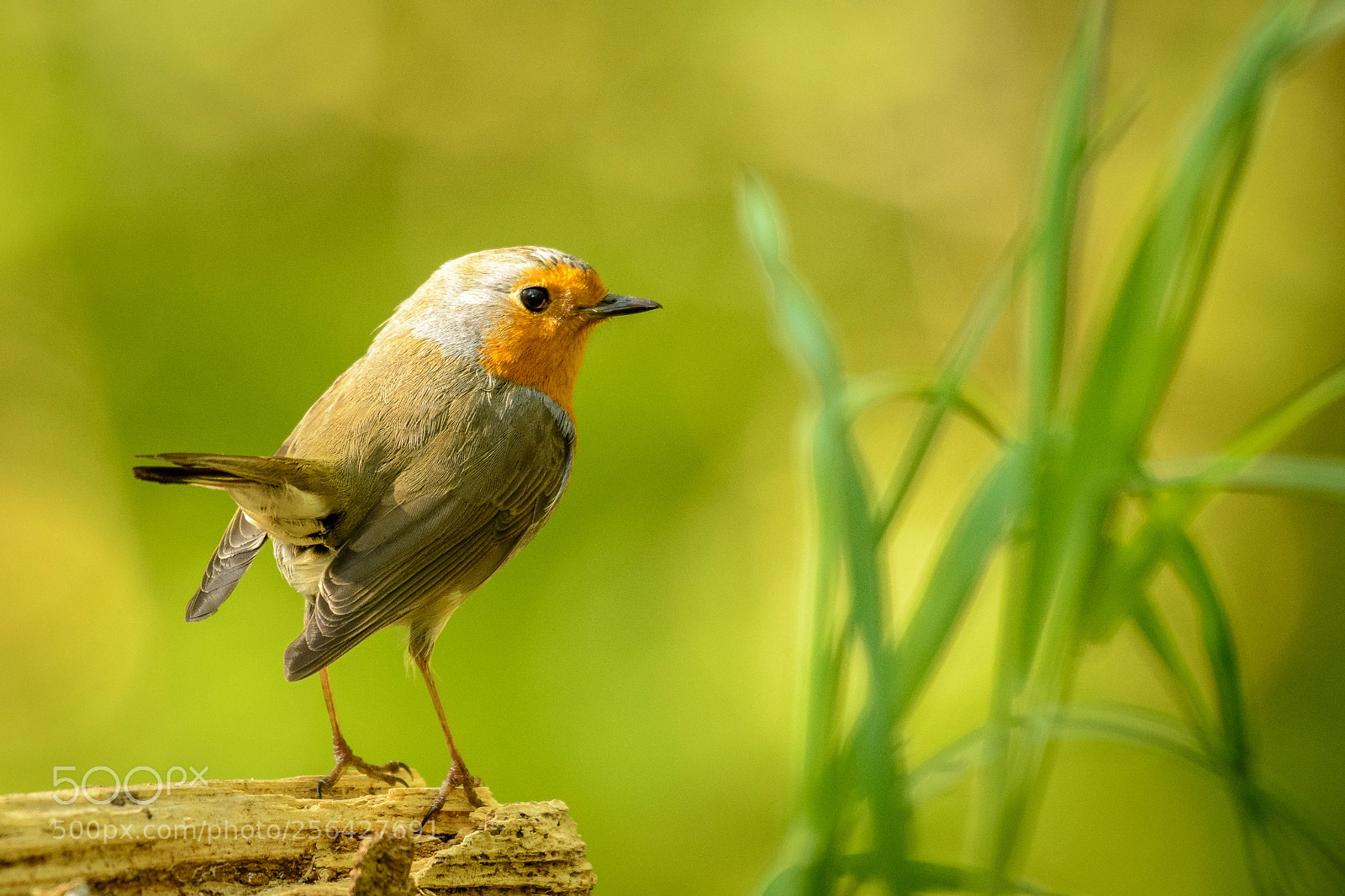 Nikon D7100 sample photo. Dsc_7309 european robin photography
