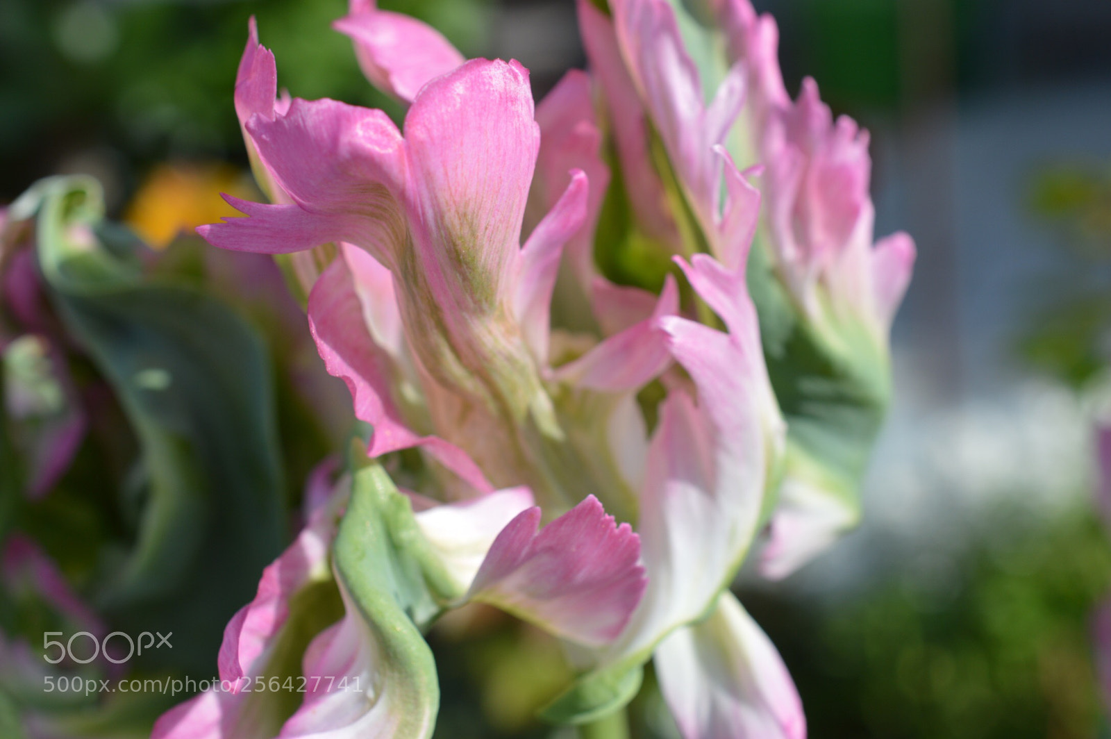 Nikon D3200 sample photo. Tulip photography