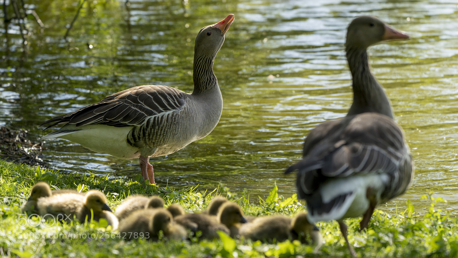Sony a7R III sample photo. Wild geese family photography