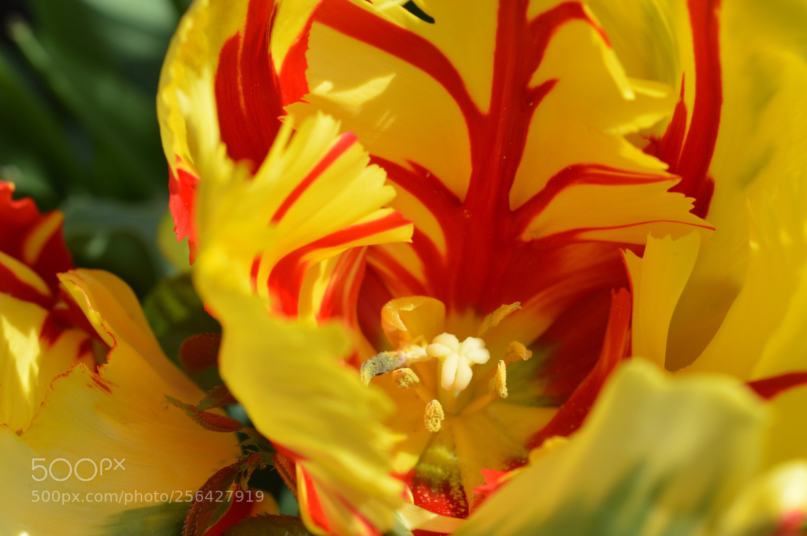 Nikon D3200 sample photo. Tulip photography