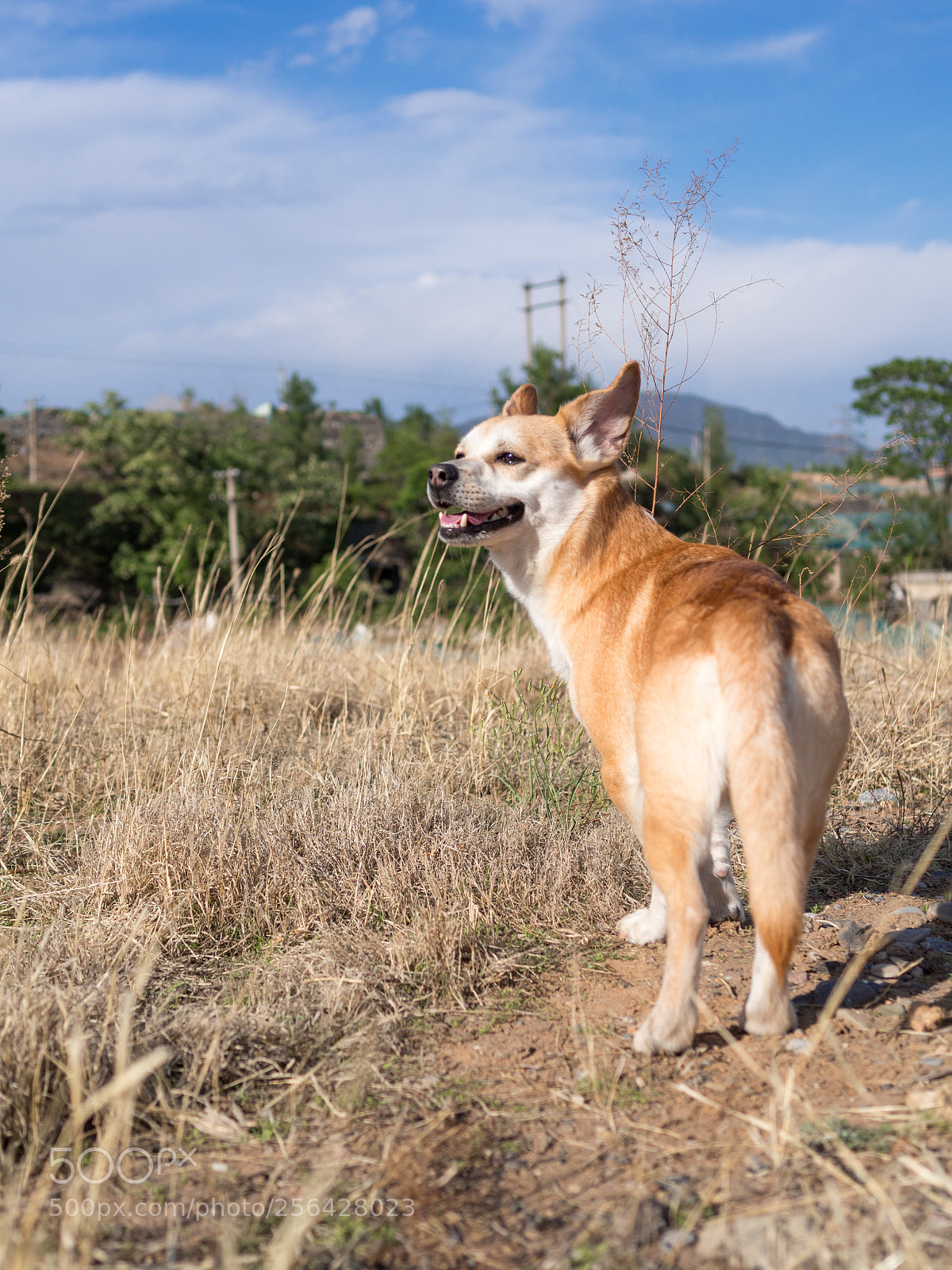 Olympus OM-D E-M10 II sample photo. My dog photography
