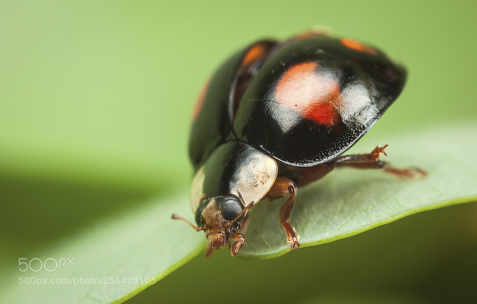 Canon EOS 5D Mark II sample photo. Harlequin photography