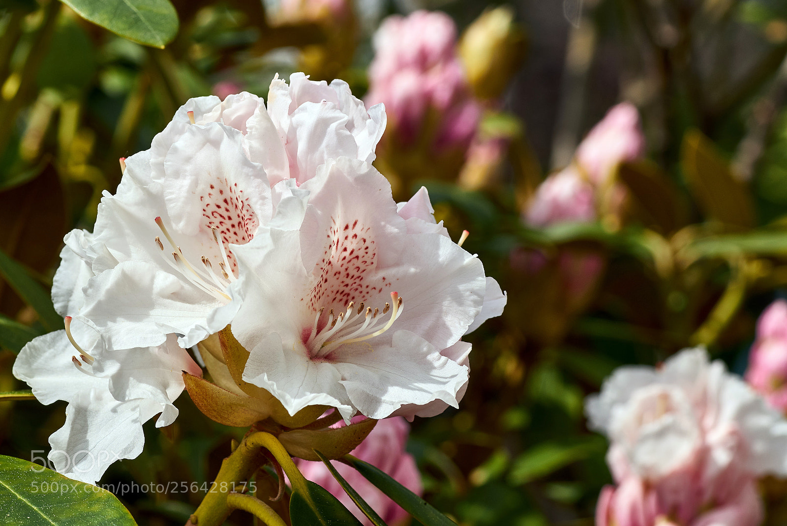 Sony SLT-A58 sample photo. White rhododendron in the photography