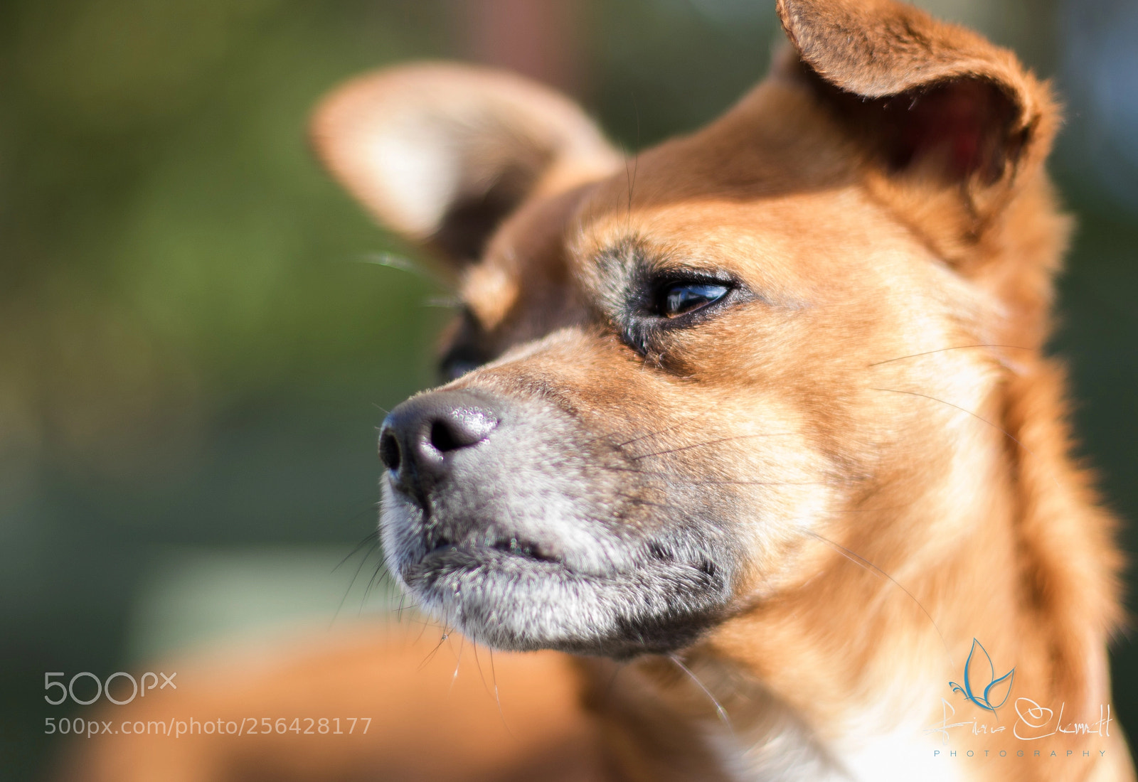 Canon EOS 7D Mark II sample photo. Heres looking at you photography