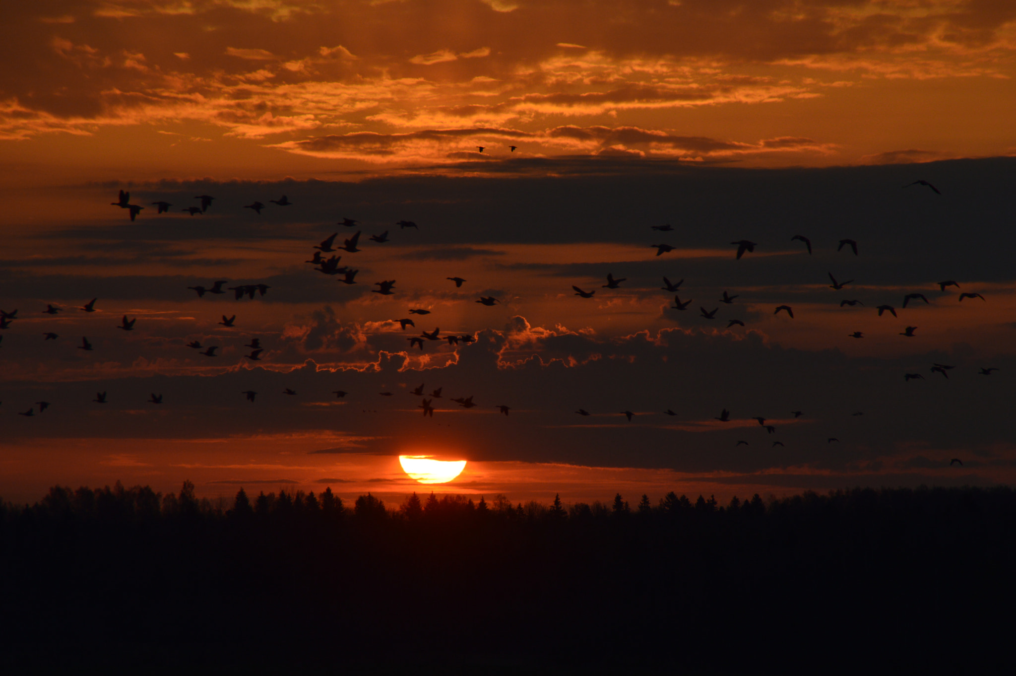 Nikon D3200 sample photo. Spring migration photography