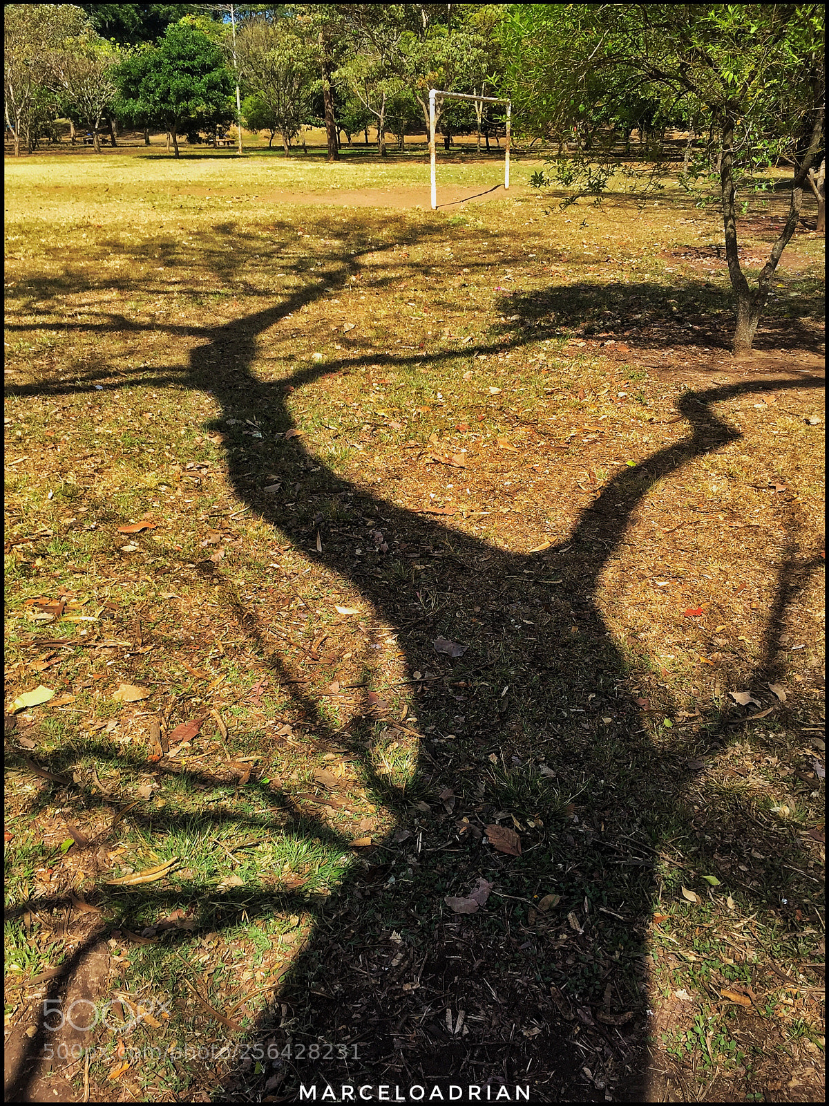 Apple iPhone 6 sample photo. Sombra raíz  photography