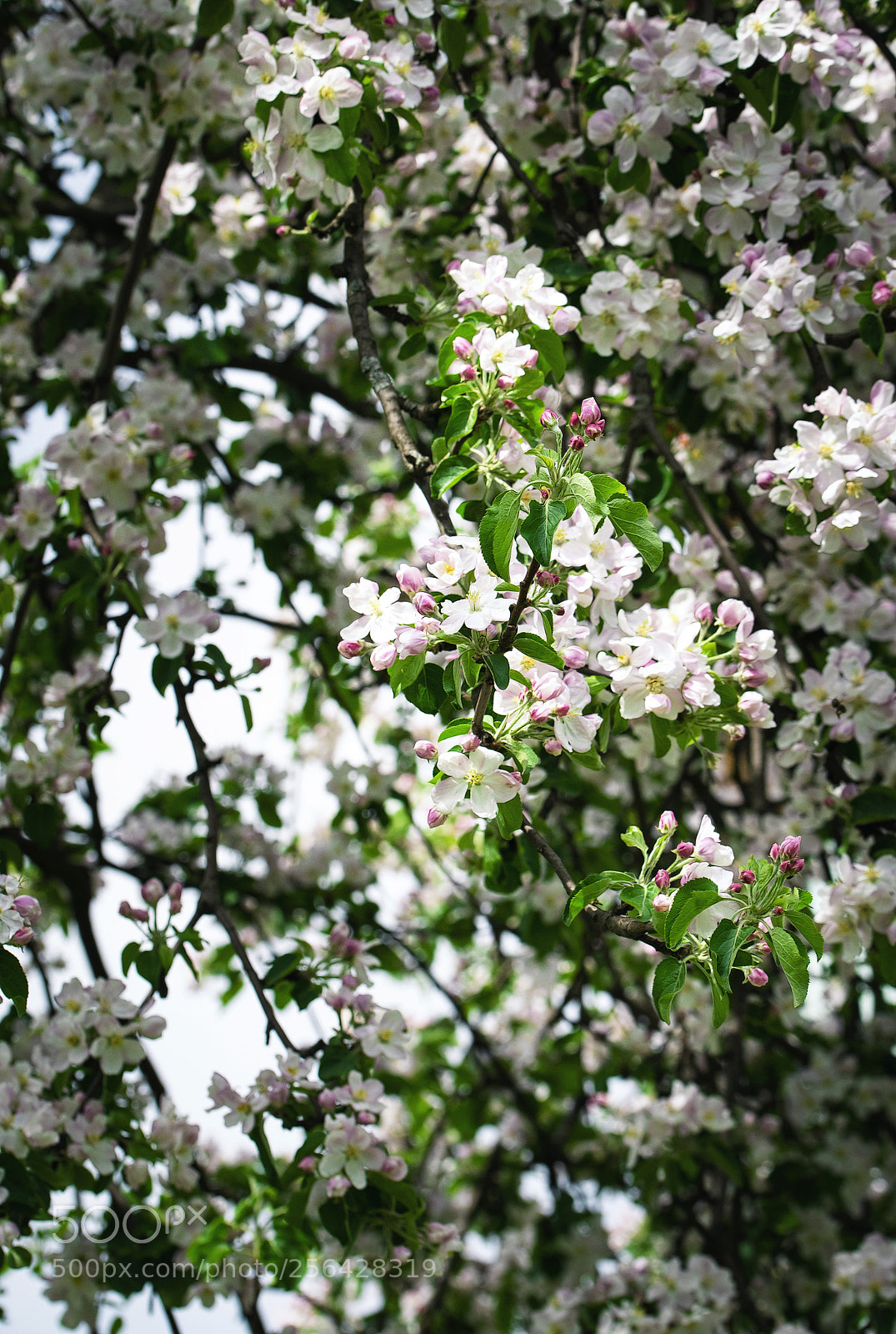 Nikon D5500 sample photo. Densely flowered tree apple photography