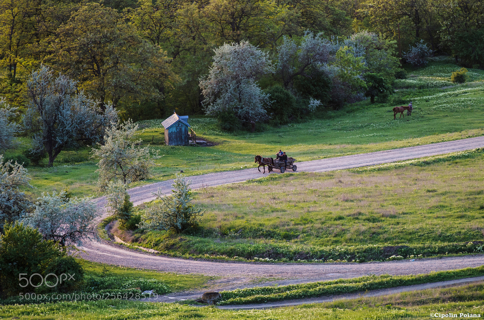 Nikon D7000 sample photo. Country road, country life. photography