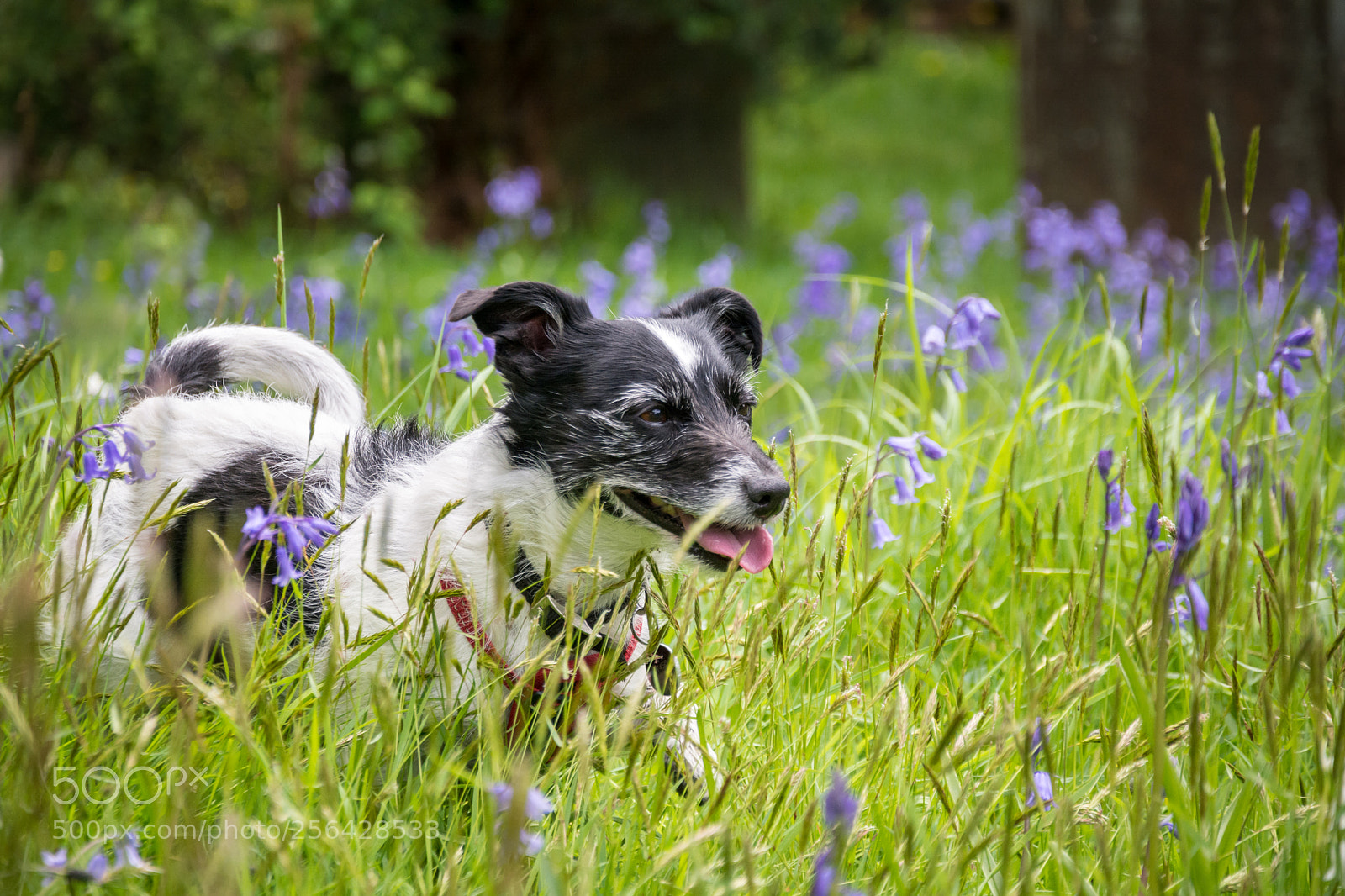 Nikon D7100 sample photo. Nibbler in the bluebells photography