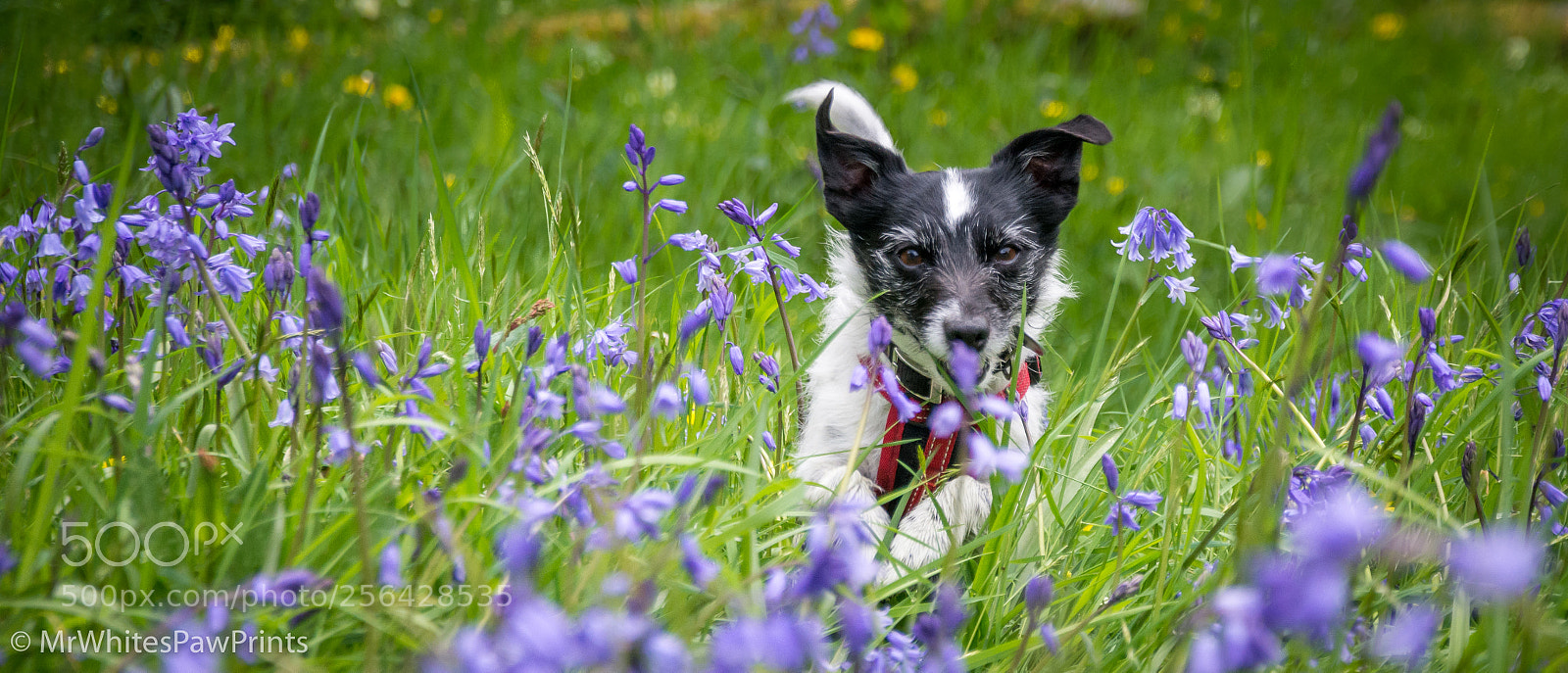 Nikon D7100 sample photo. Nibbler in the bluebells photography