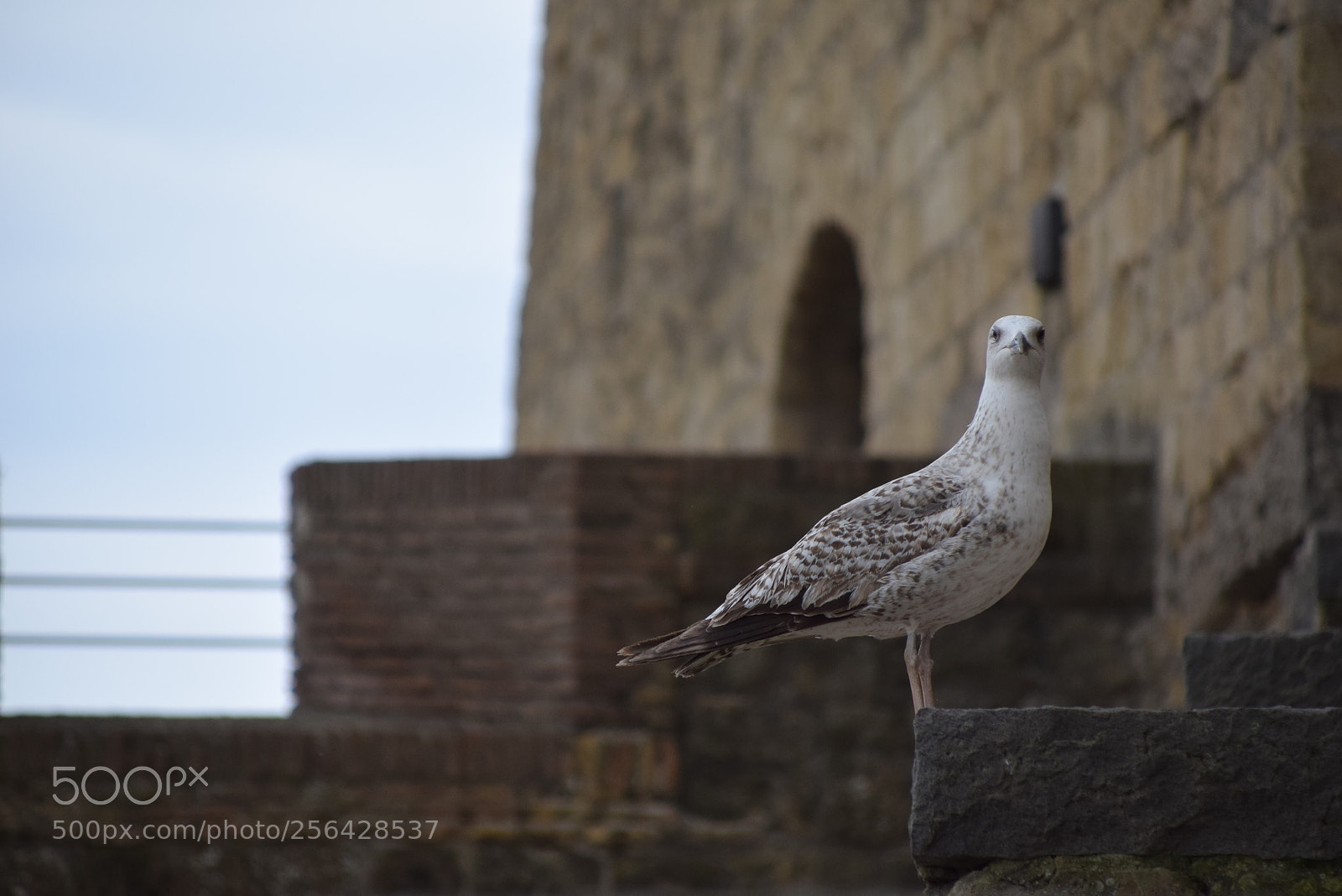 Nikon D5300 sample photo. Seagull guardian casle photography
