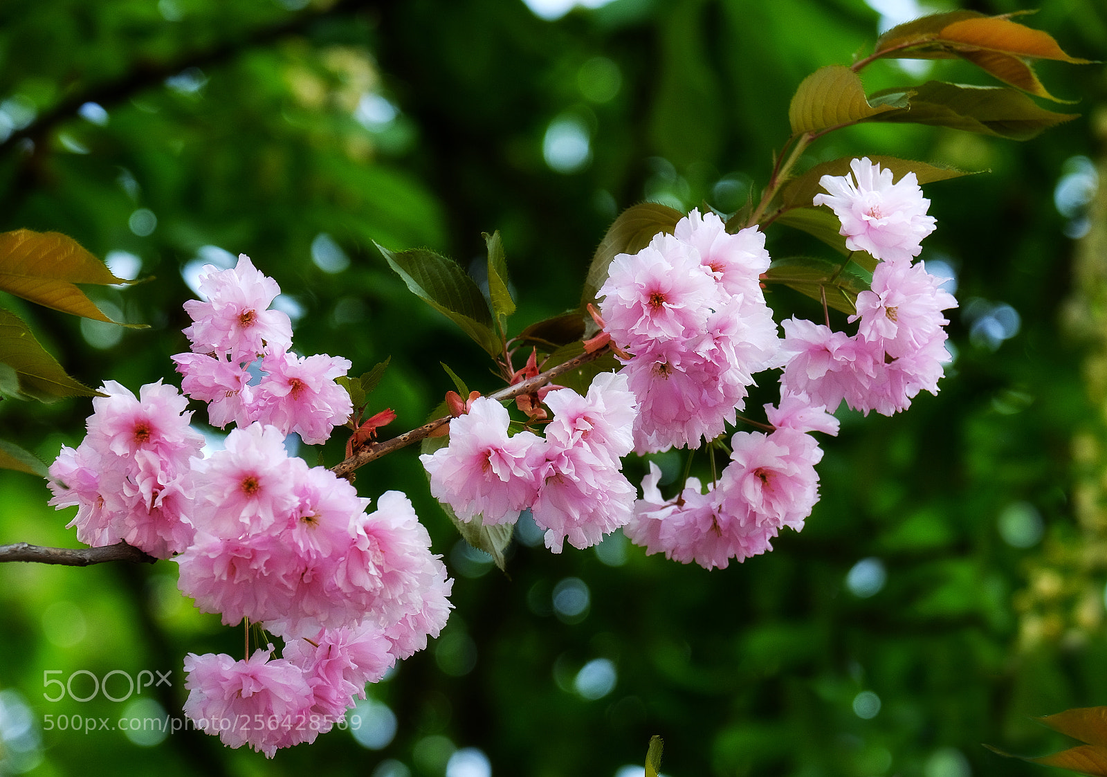 Fujifilm X-T20 sample photo. Flowering branch of a photography