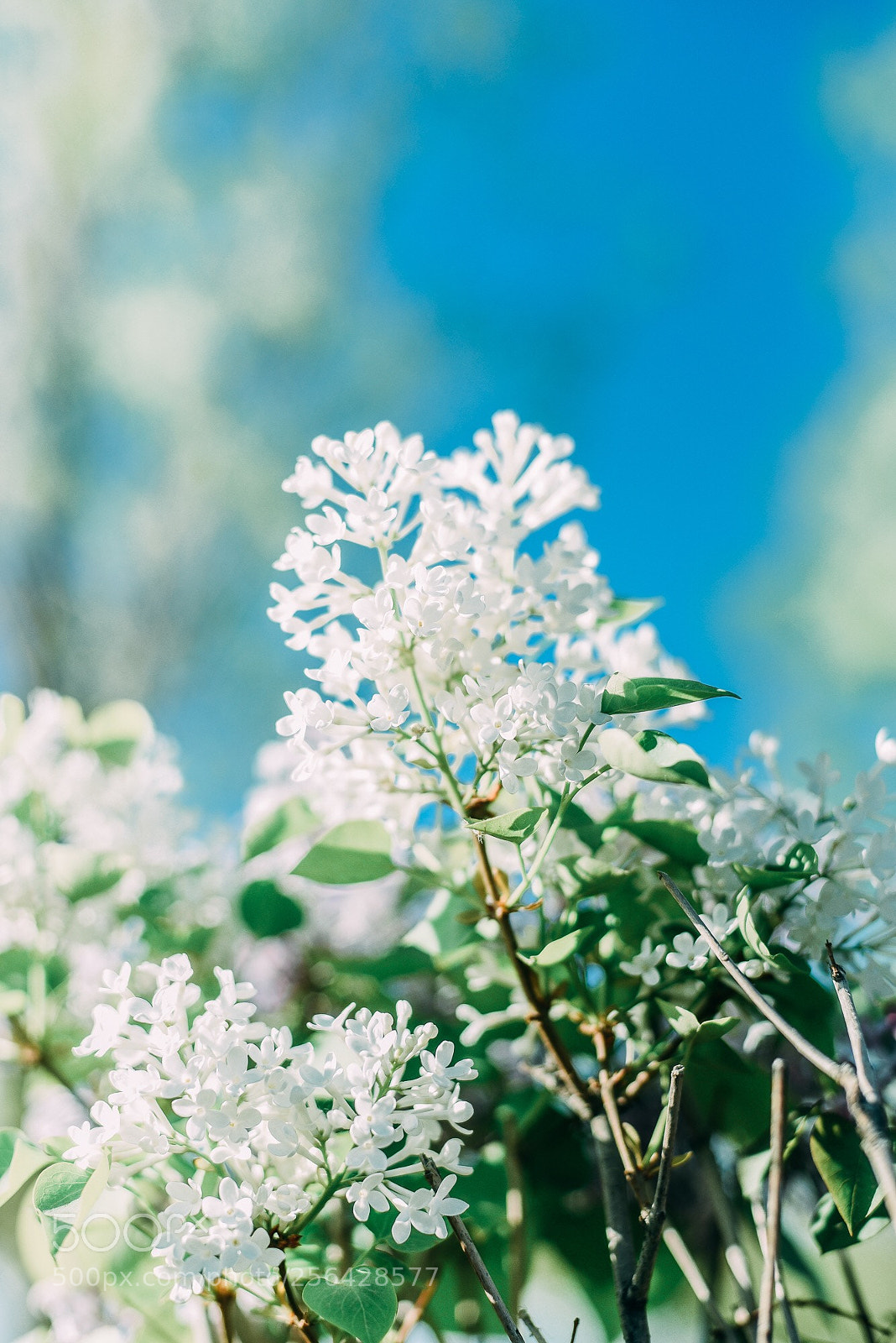 Nikon D750 sample photo. Lilac photography