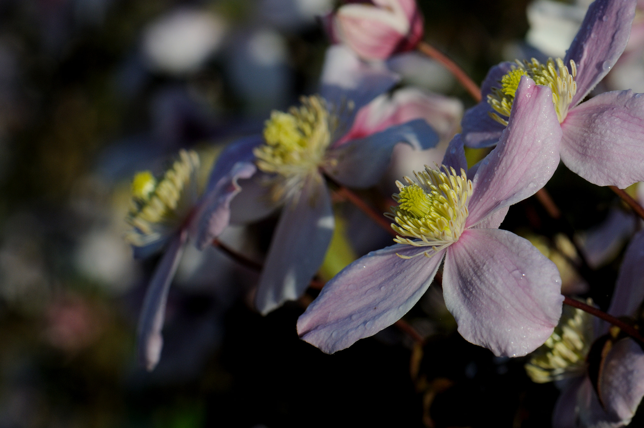 Nikon D300S + Nikon AF-S Micro-Nikkor 105mm F2.8G IF-ED VR sample photo. Clematis montana photography