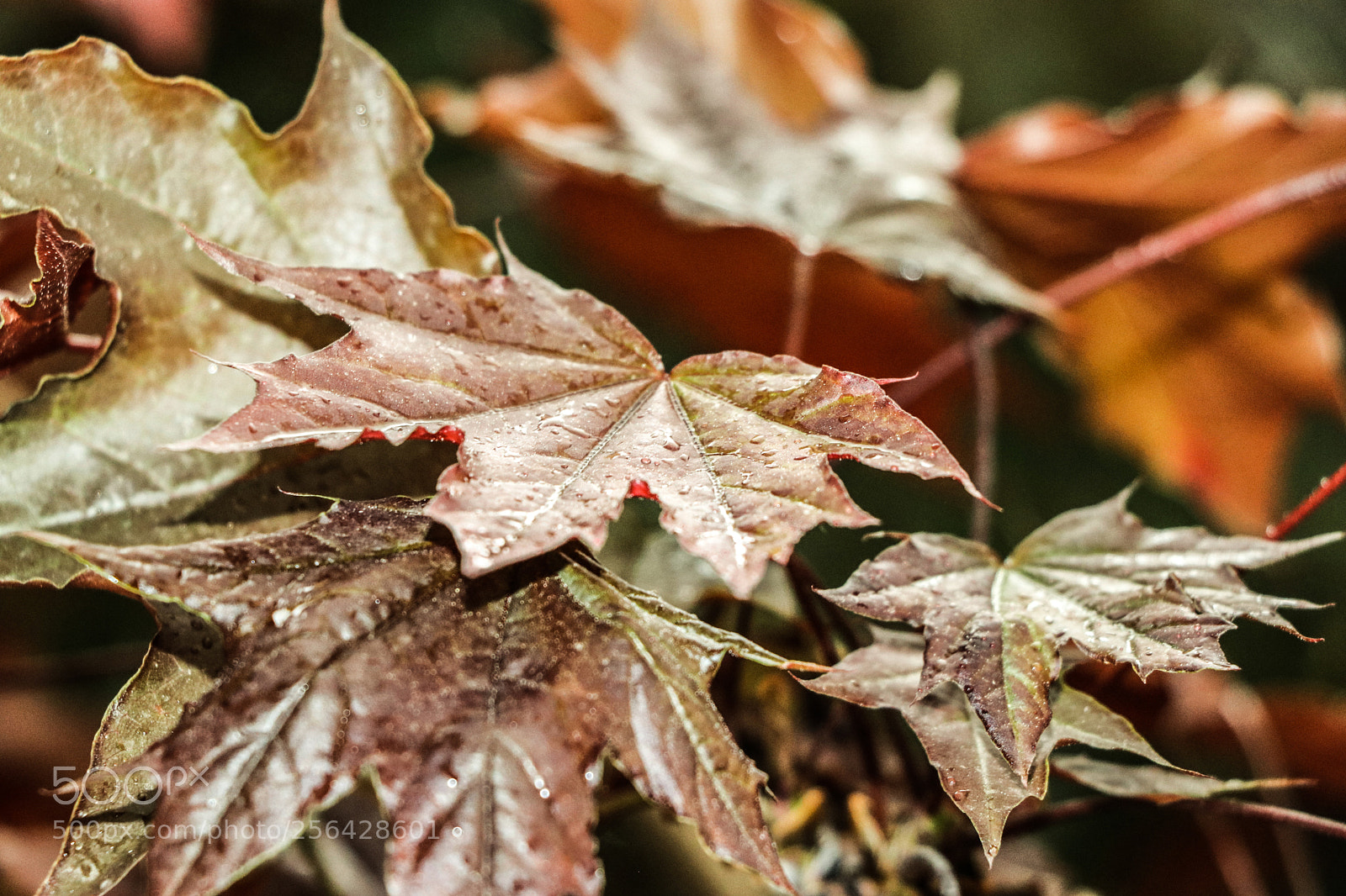 Canon EOS 80D sample photo. Leaf photography