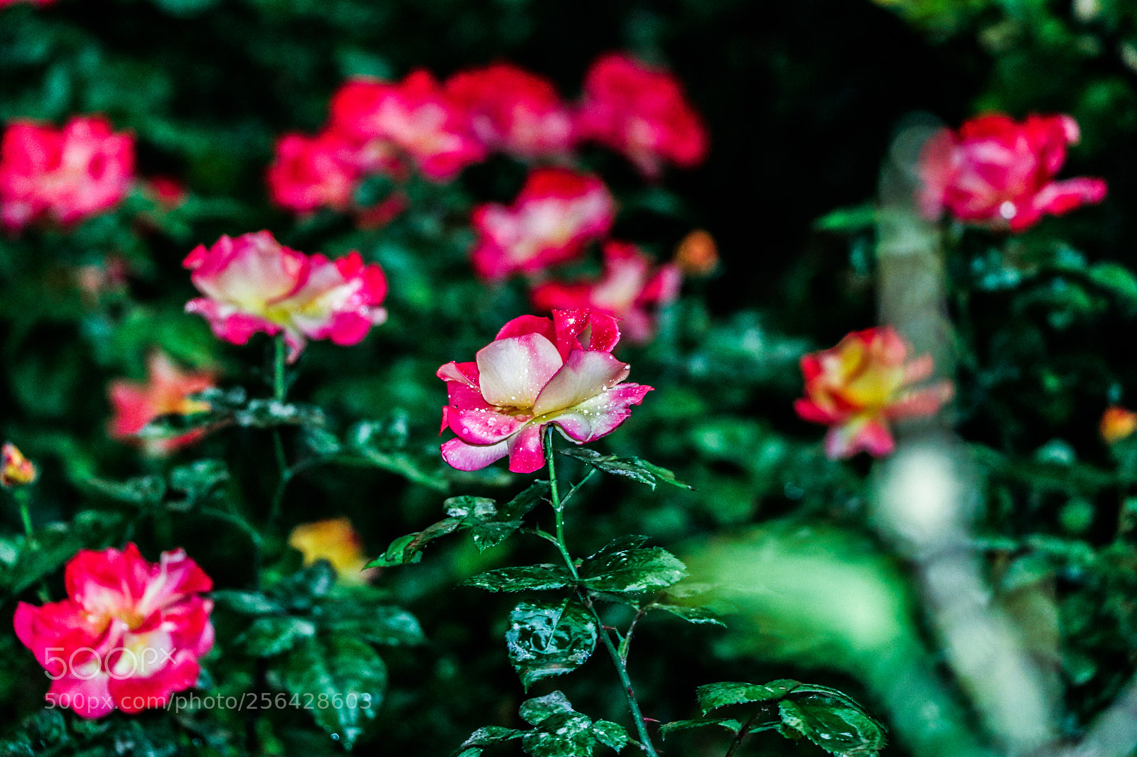 Canon EOS 80D sample photo. Garden photography