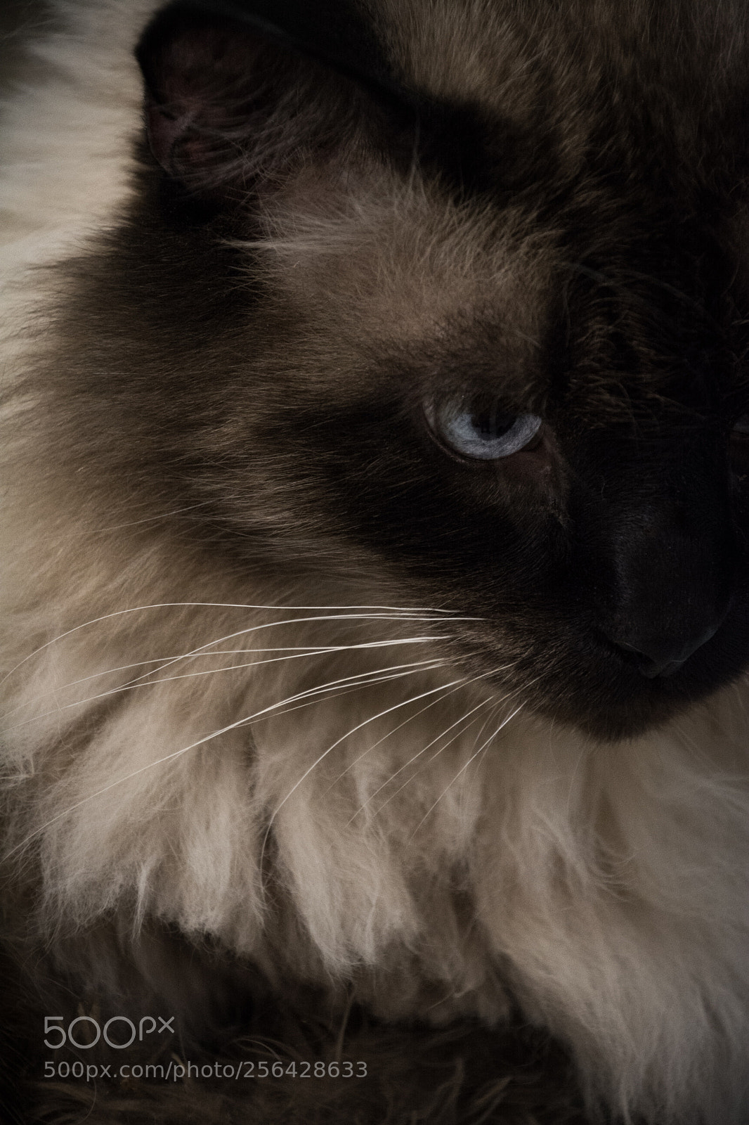 Nikon D5200 sample photo. Untitled photography