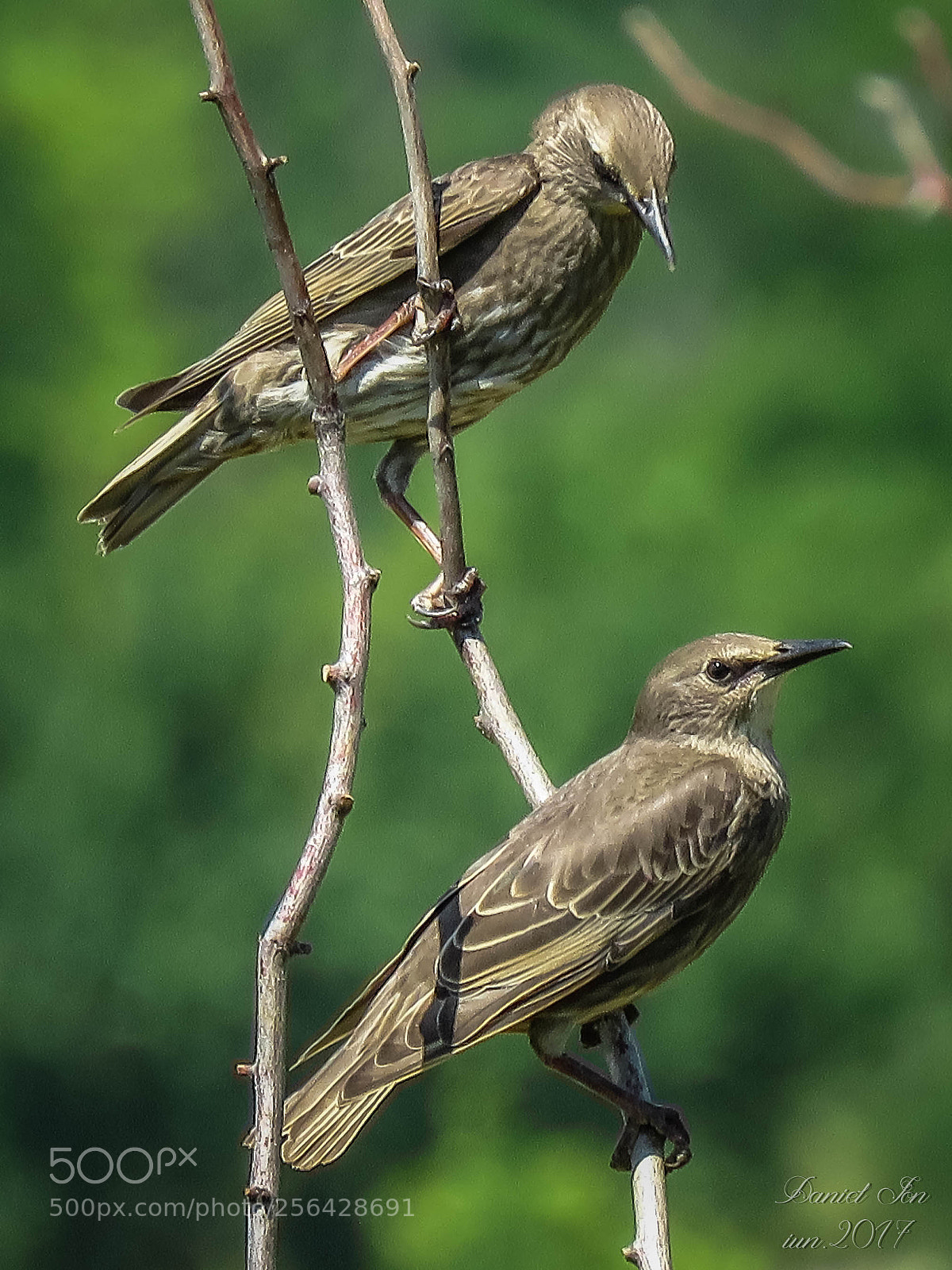 Canon PowerShot SX60 HS sample photo. Graurul sturnus vulgaris ordinul photography